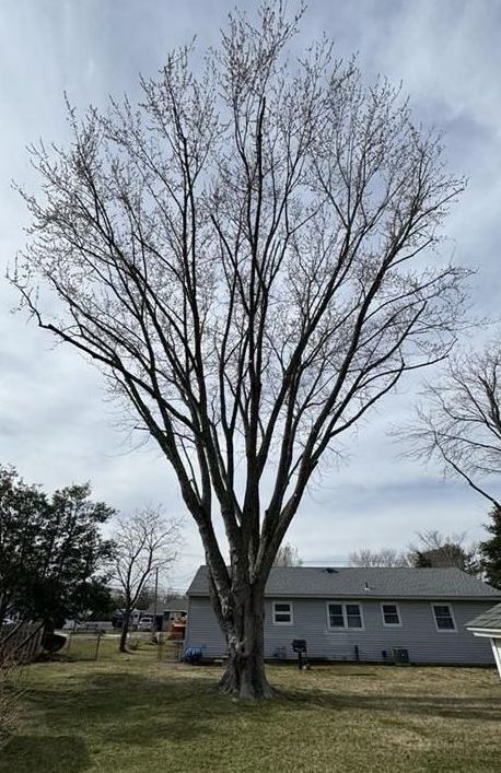 Leafless tree in a yard beside a gray house under a cloudy sky.