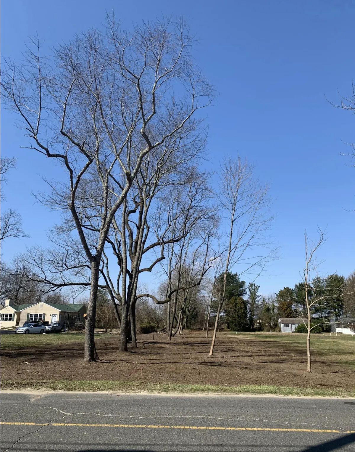 Leafless trees in a roadside grassy lot under a clear blue sky