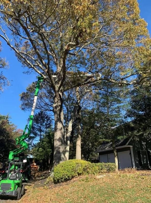 Green crane trimming a tall tree beside a house on a sunny autumn lawn