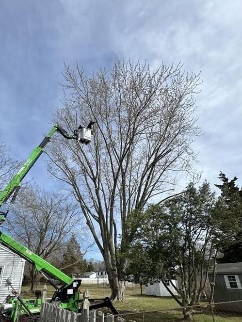 Green bucket truck pruning a tall leafless tree in a suburban yard under a blue sky