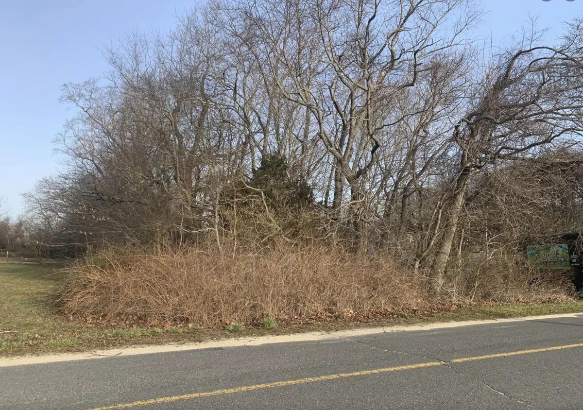 Roadside with leafless trees and brush beside a paved road under a clear sky