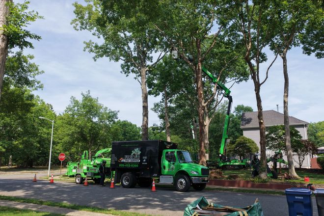 Green utility truck and crew working on roadside tree maintenance in a leafy neighborhood.