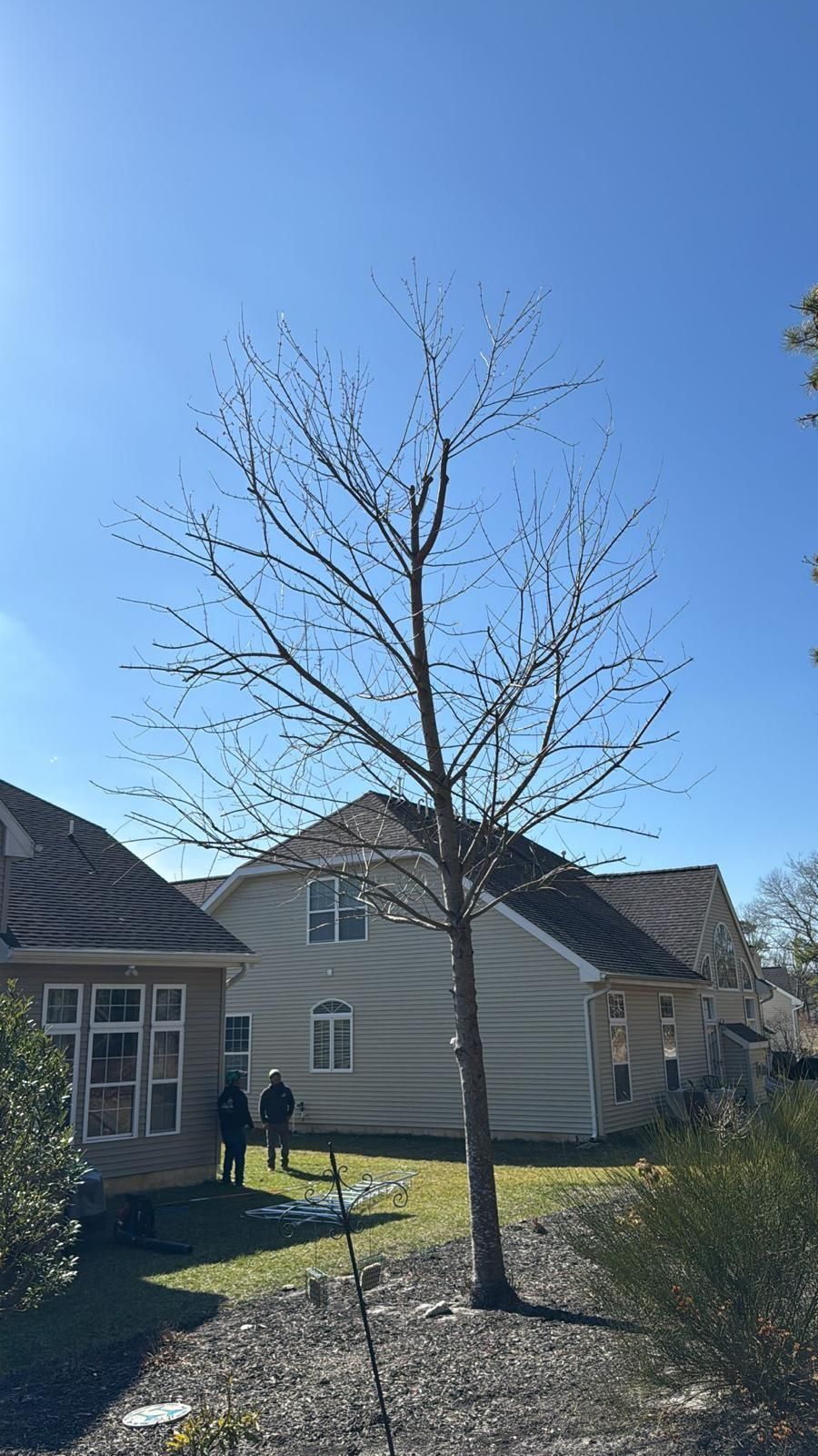 Leafless tree in a sunny suburban yard between light-colored houses under a clear blue sky.