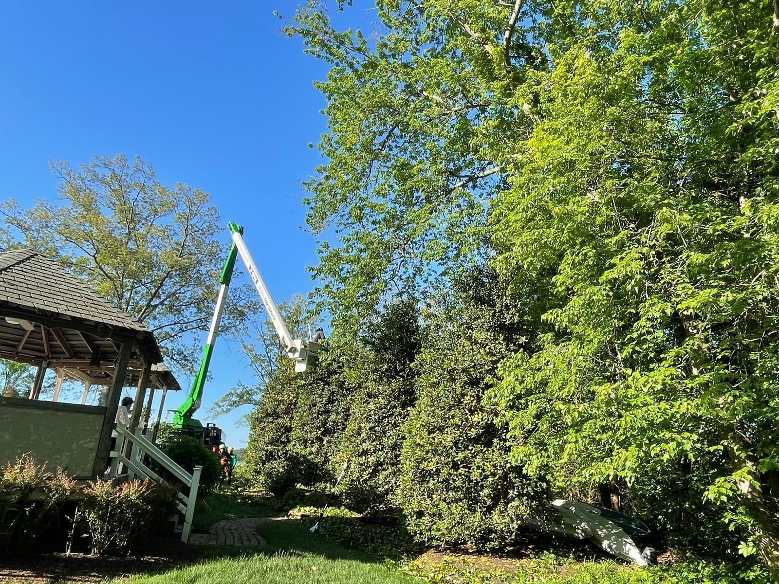 Backyard garden with tall green trees, blue sky, and a gazebo at left
