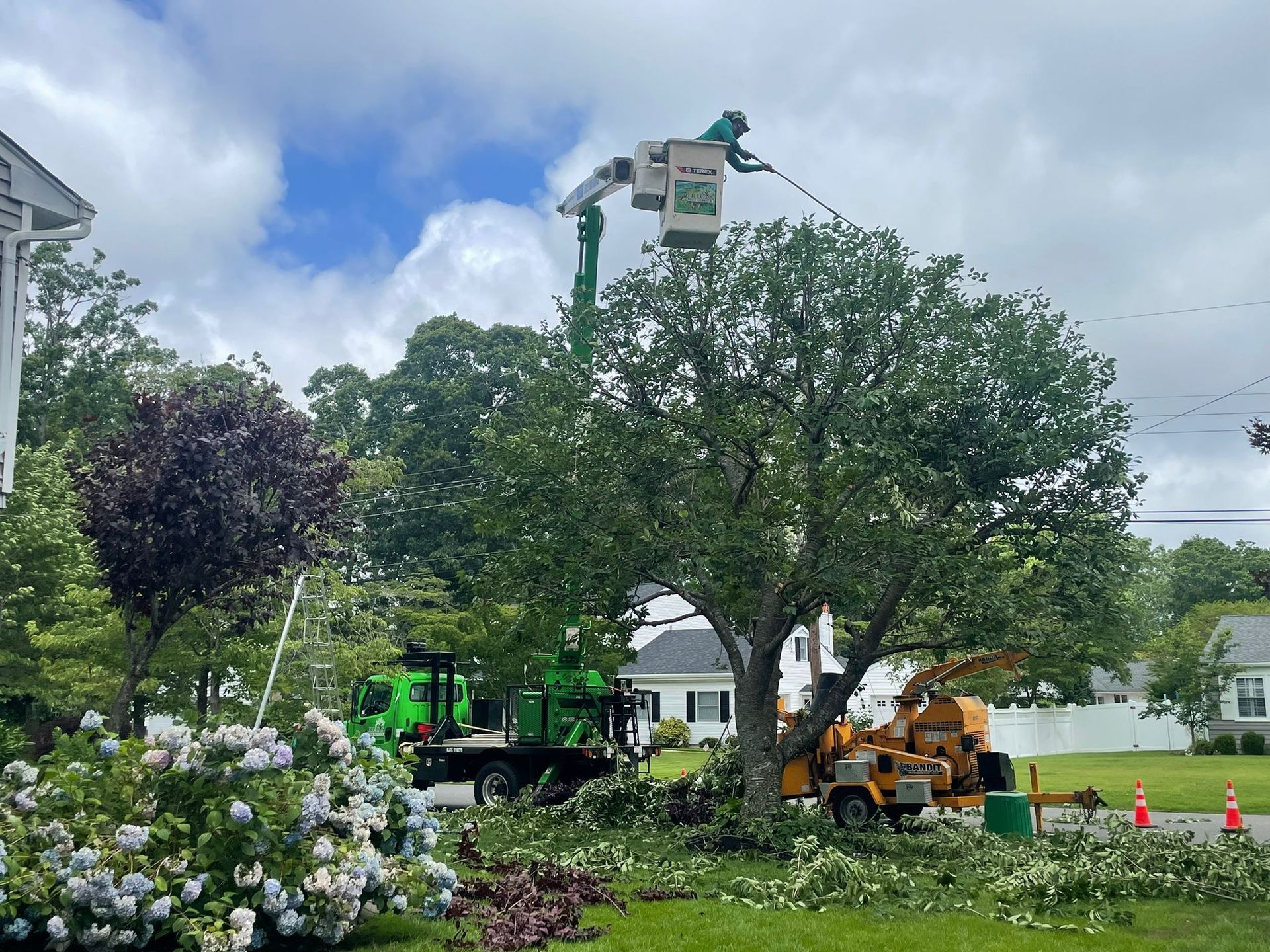 Tree pruning crew on a lift beside a large tree in a suburban yard, with trucks, flowers, and cones nearby.