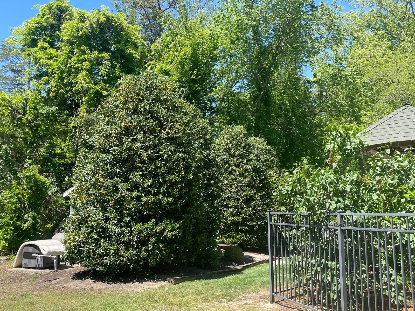 Lush garden with tall green shrubs, a white chair, and a black metal fence under a blue sky