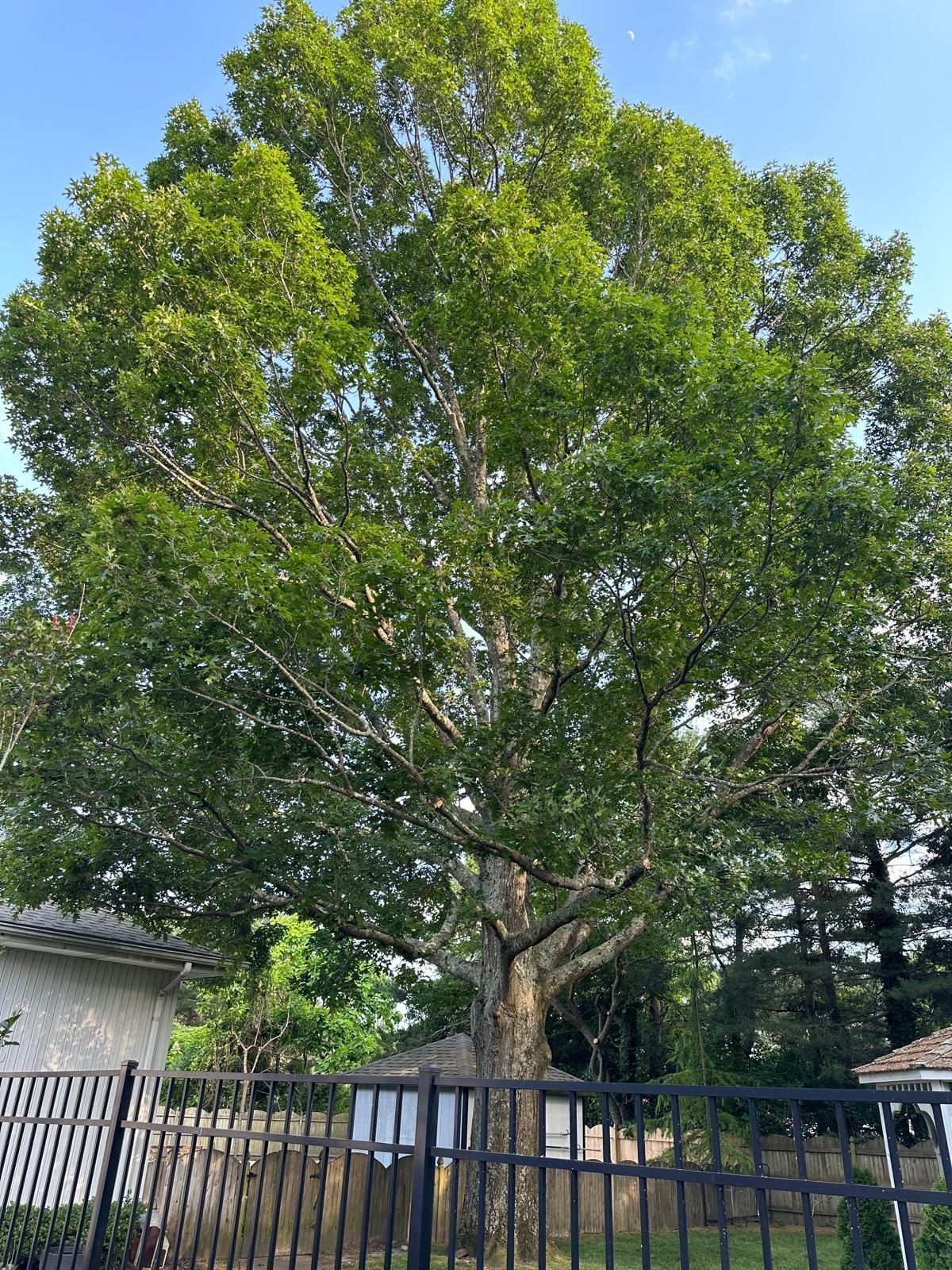 Large leafy green tree behind a black metal fence in a residential yard