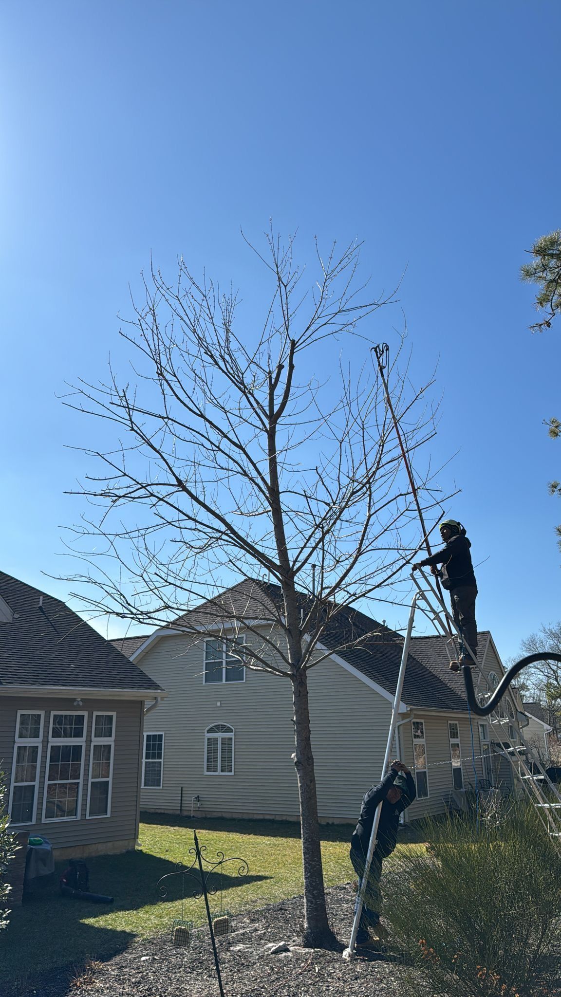 A leafless tree in a suburban yard with two people working near the branches under a clear blue sky