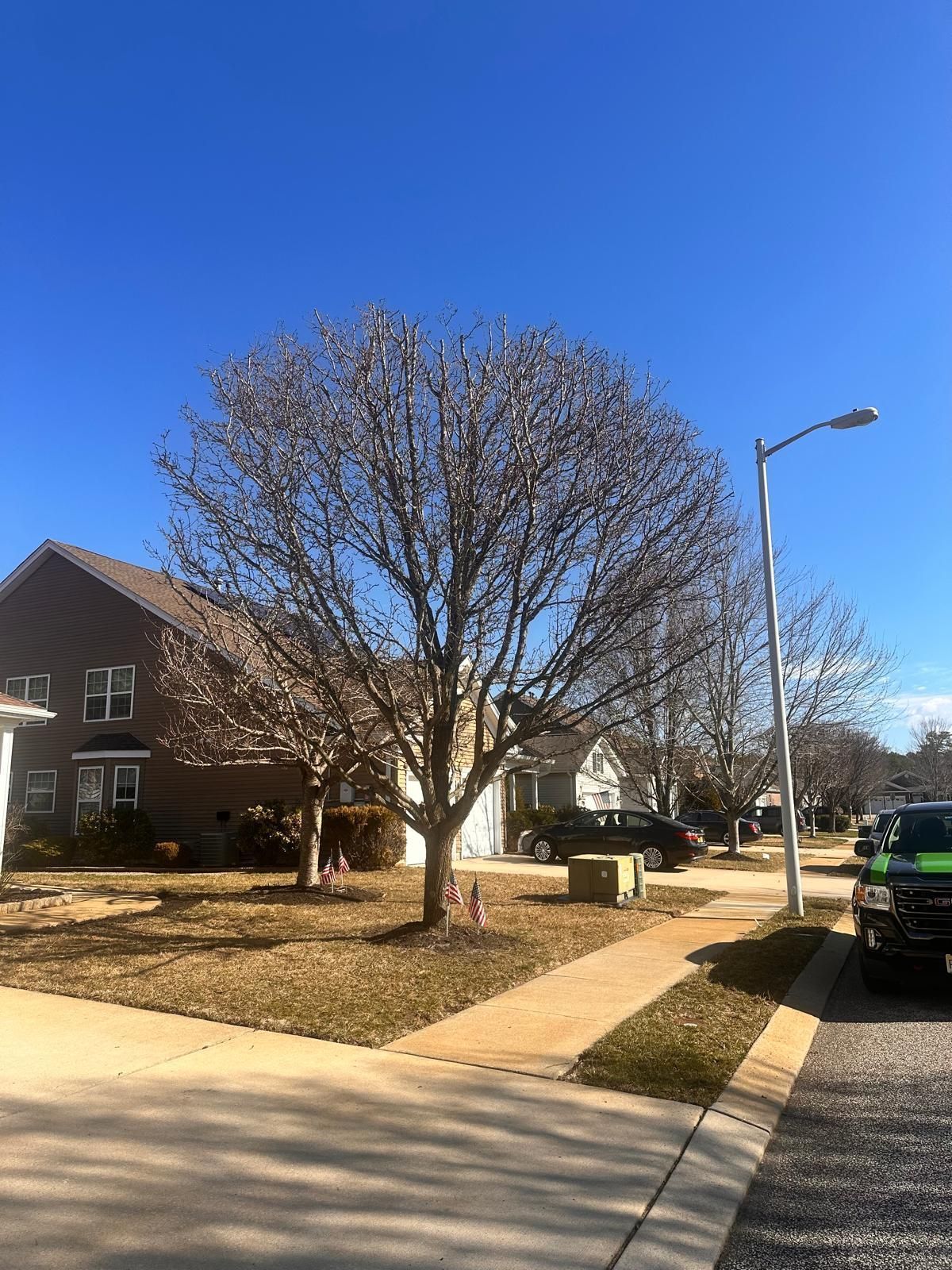 Suburban street with leafless tree, houses, sidewalk, and parked cars under a clear blue sky