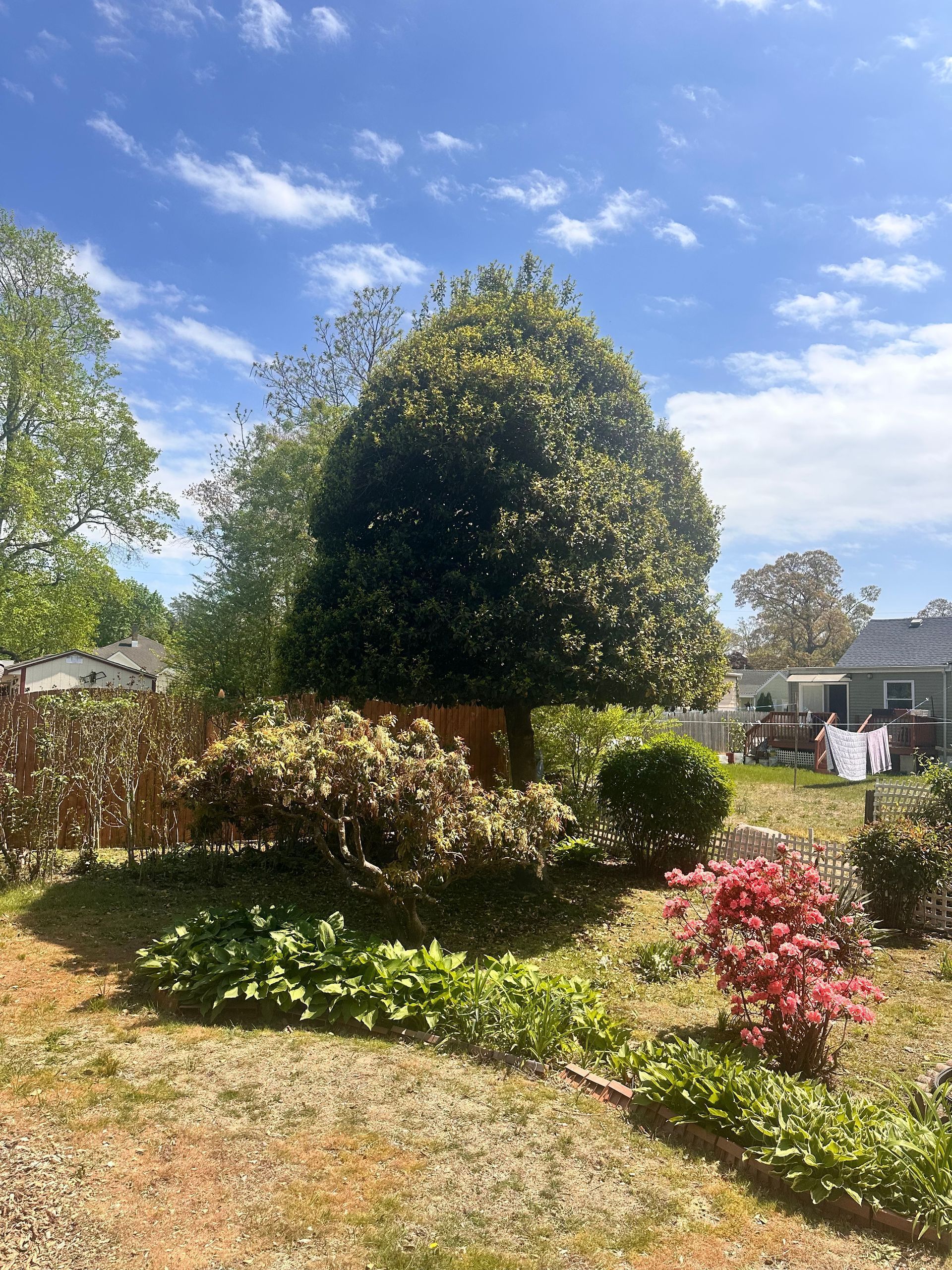 Sunny garden with trimmed shrubs, a large tree, and red flowers under a blue sky.