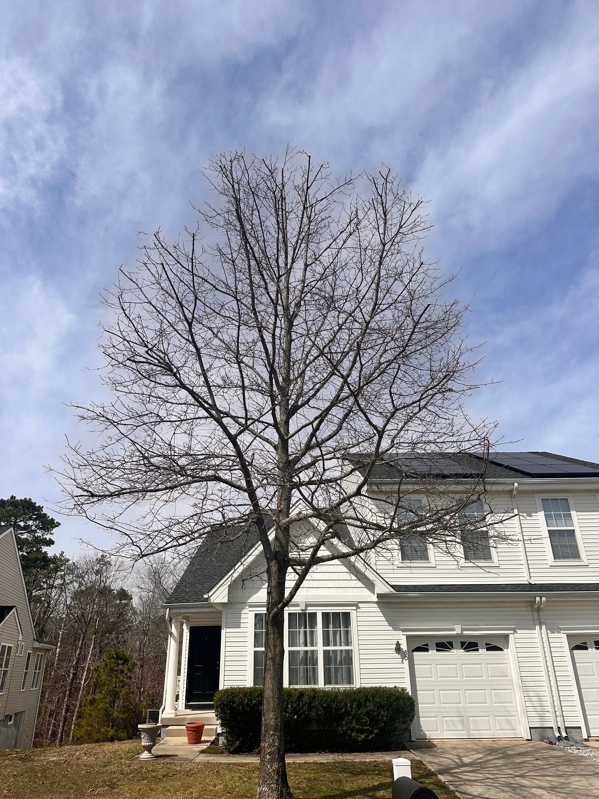 Leafless tree in front of a white suburban house under a cloudy sky