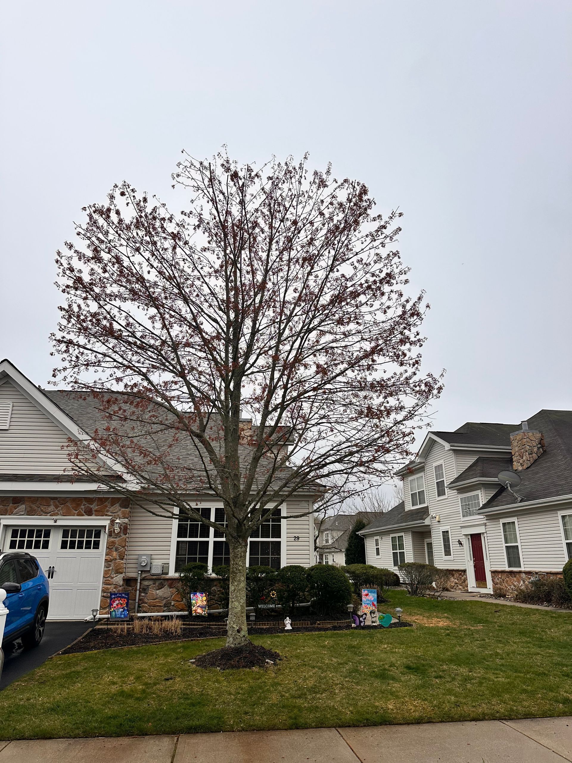 Leafless tree in a suburban front yard beside a garage and houses on a cloudy day