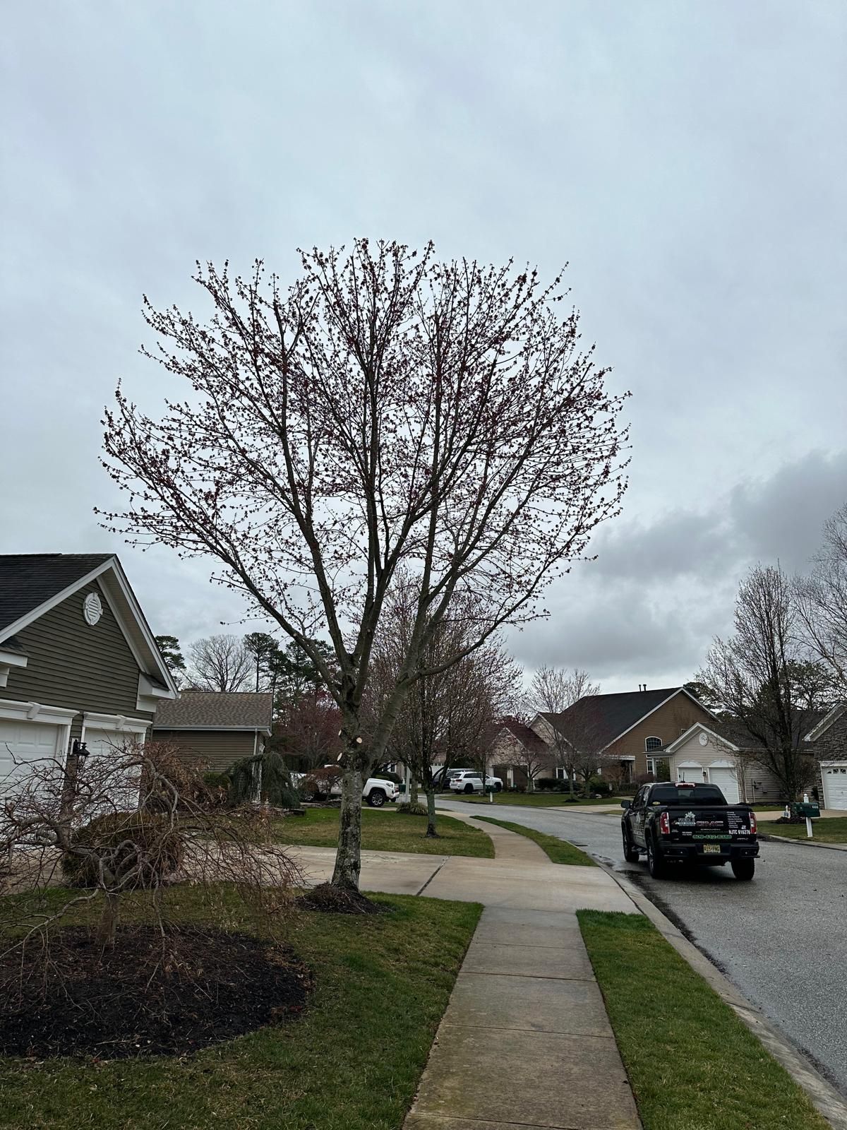 Suburban street with a leafless tree, sidewalk, parked black SUV, and overcast sky
