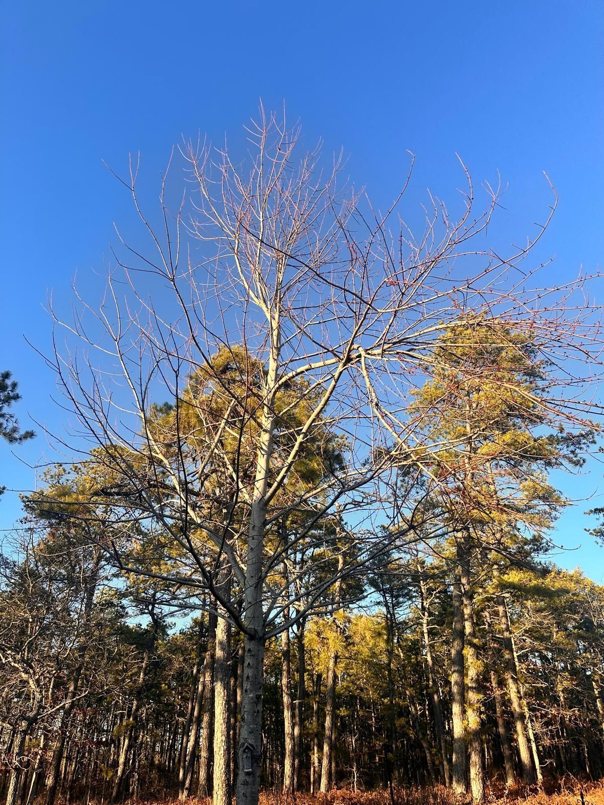 Bare trees and autumn foliage in a wooded area under a clear blue sky