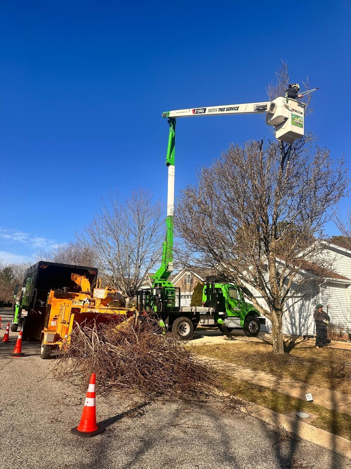 Utility crew trimming tree limbs with a bucket truck beside a yellow wood chipper on a sunny street.