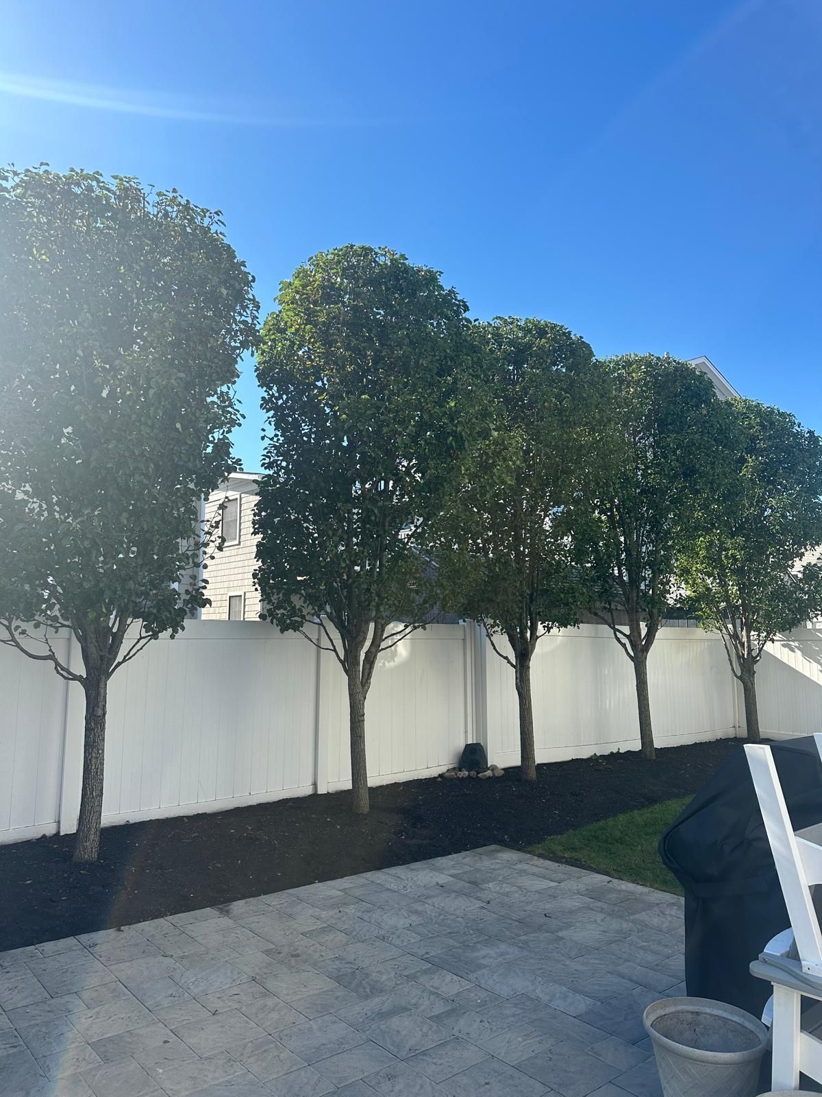 Sunny backyard with trimmed trees along a white wall, gray patio tiles, and a clear blue sky.