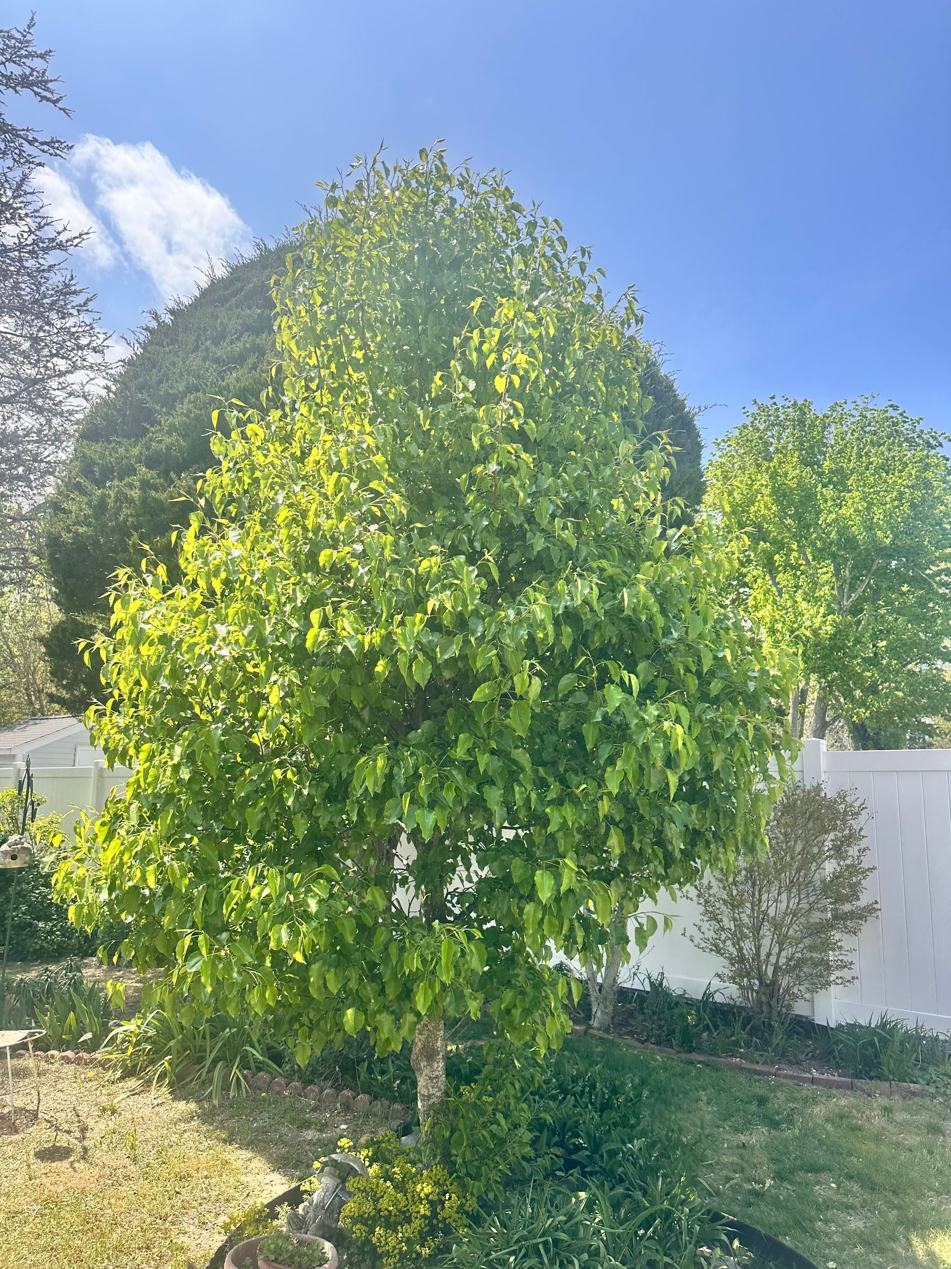 Sunlit green tree in a backyard with a white fence and blue sky, shaped like a rounded topiary.
