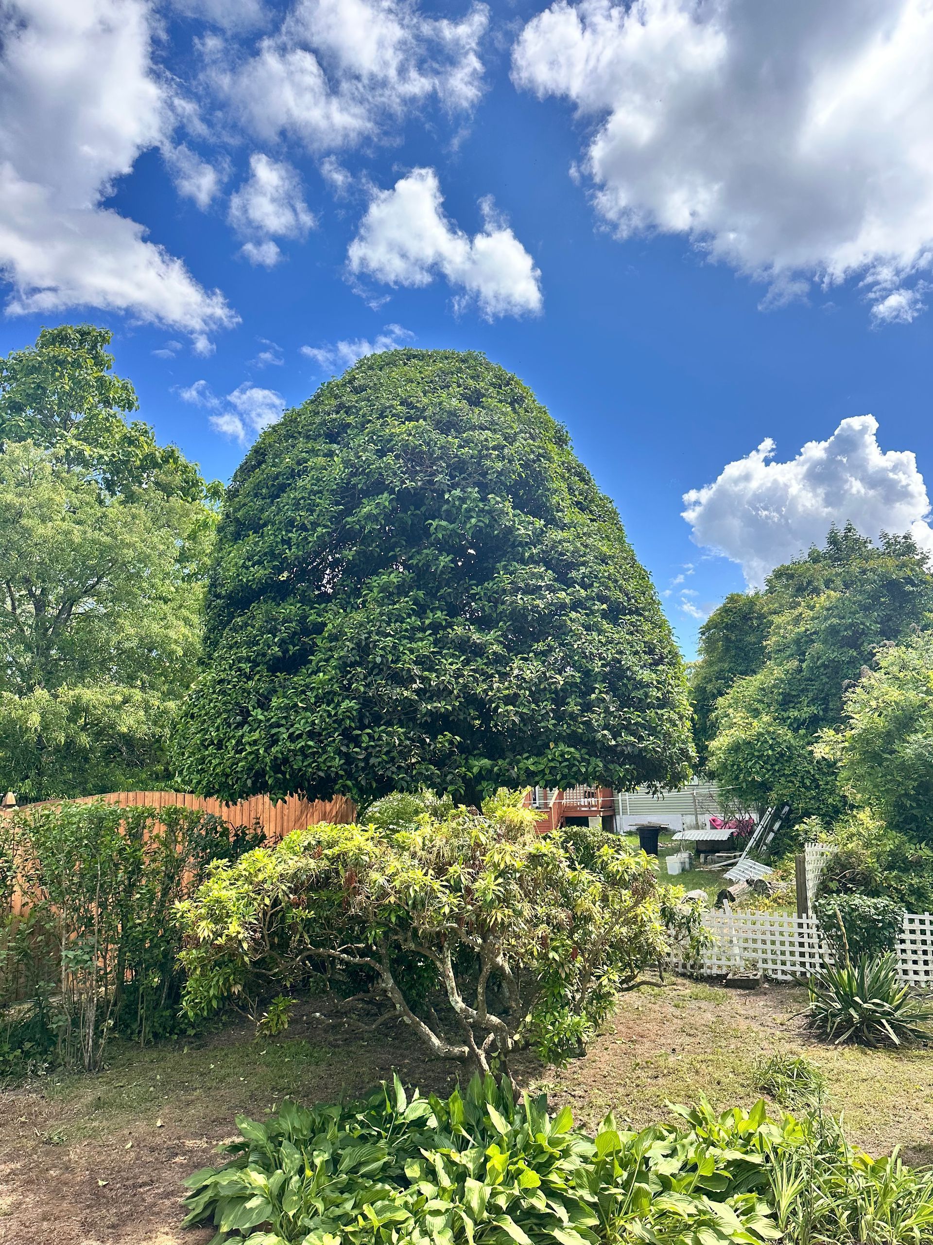 Sunny garden with a large trimmed tree, shrubs, and blue sky with clouds.