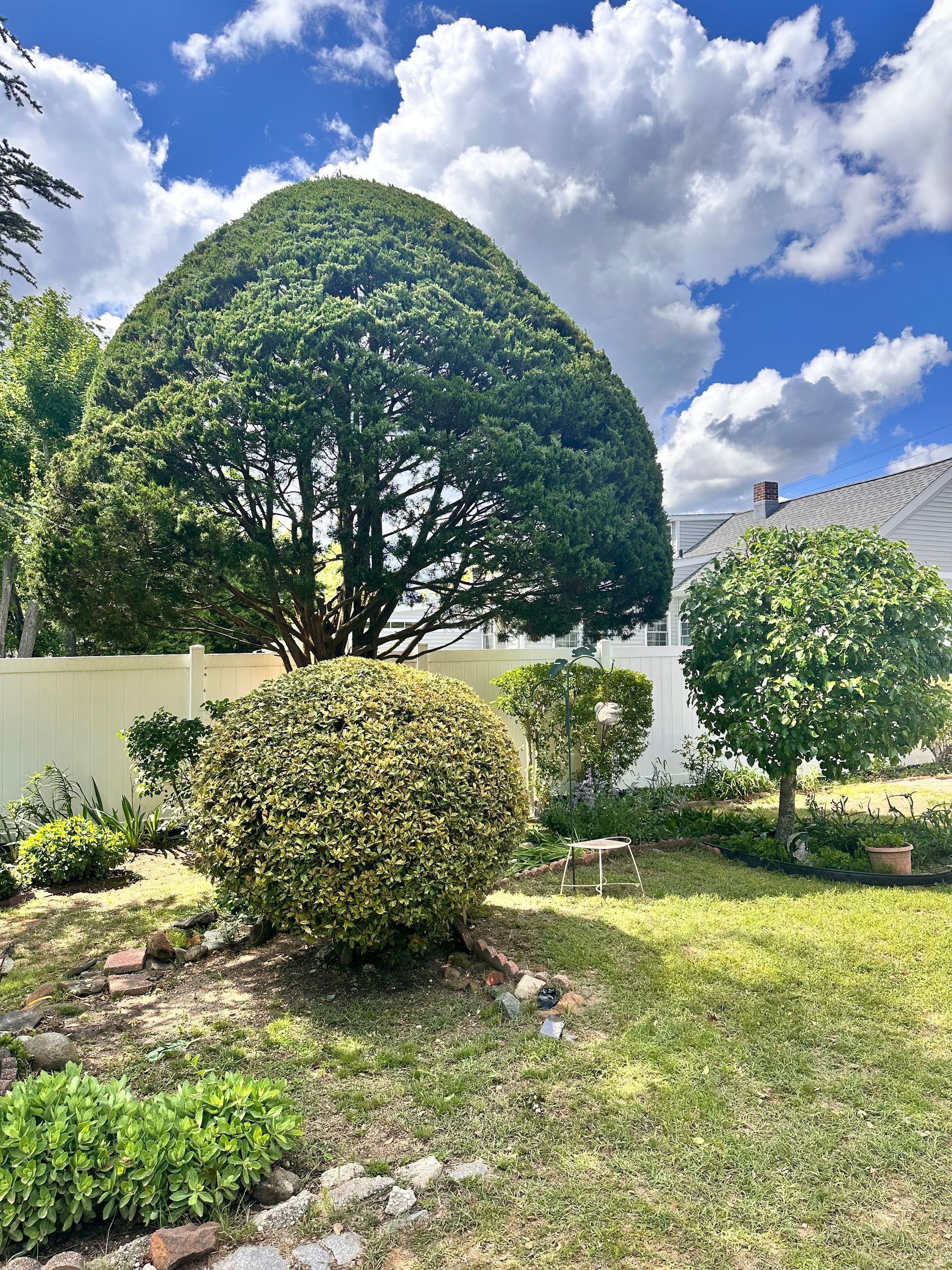 Sunny garden with a large topiary tree, shrubs, white fence, and blue sky with clouds