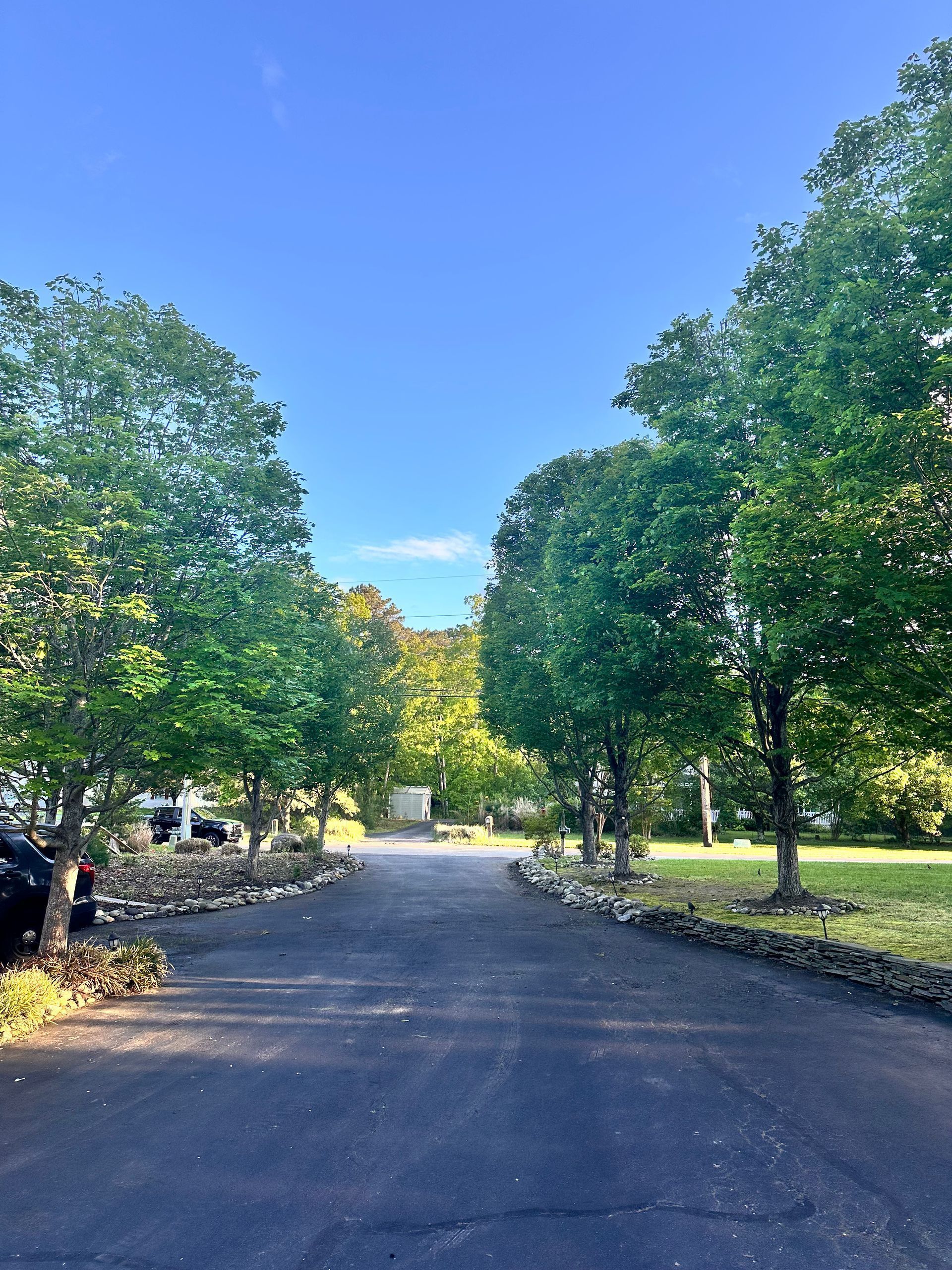 Tree-lined asphalt road under a clear blue sky, with dappled sunlight and greenery on both sides
