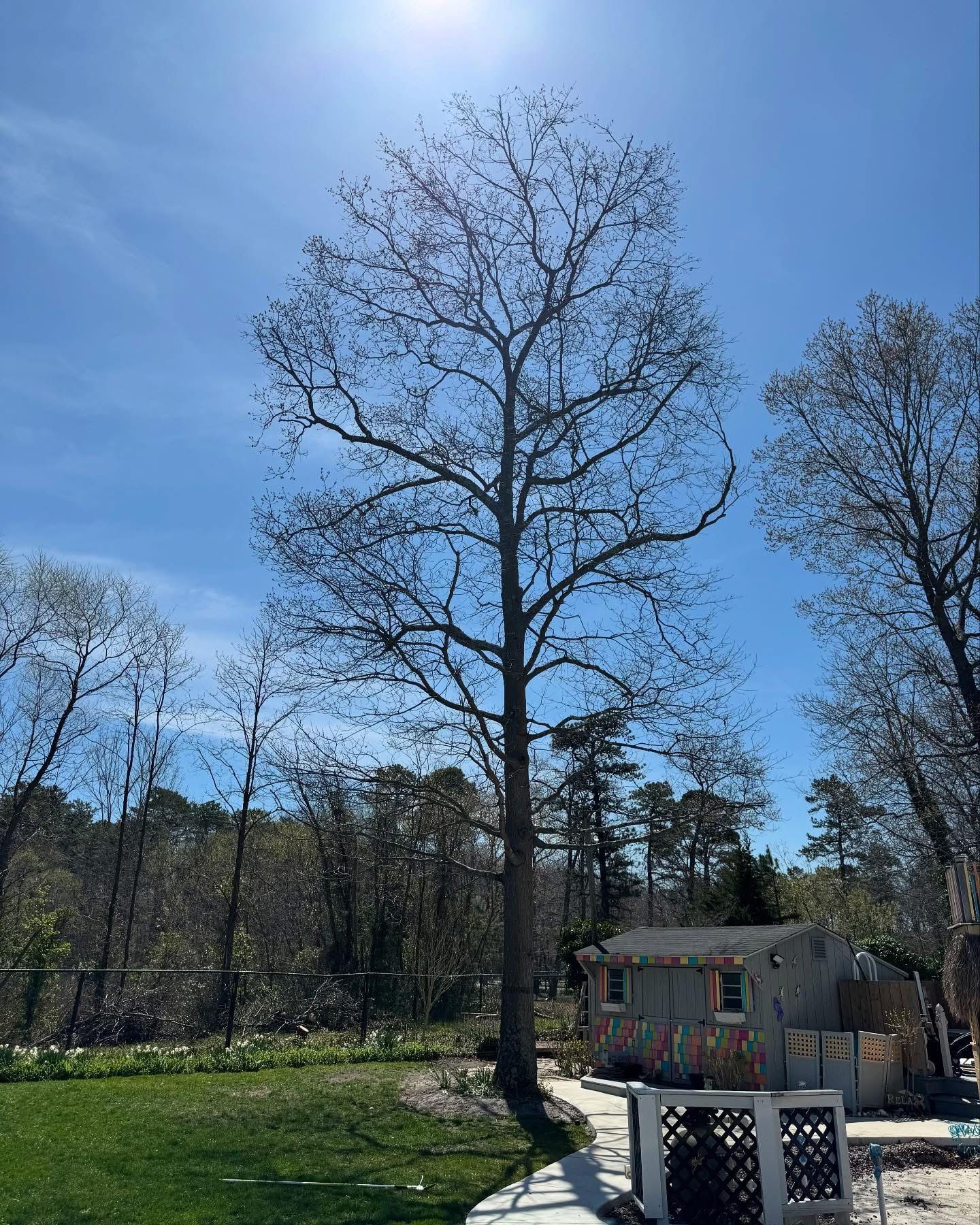 Tall leafless tree in a sunny backyard with a small house and fenced area under a blue sky