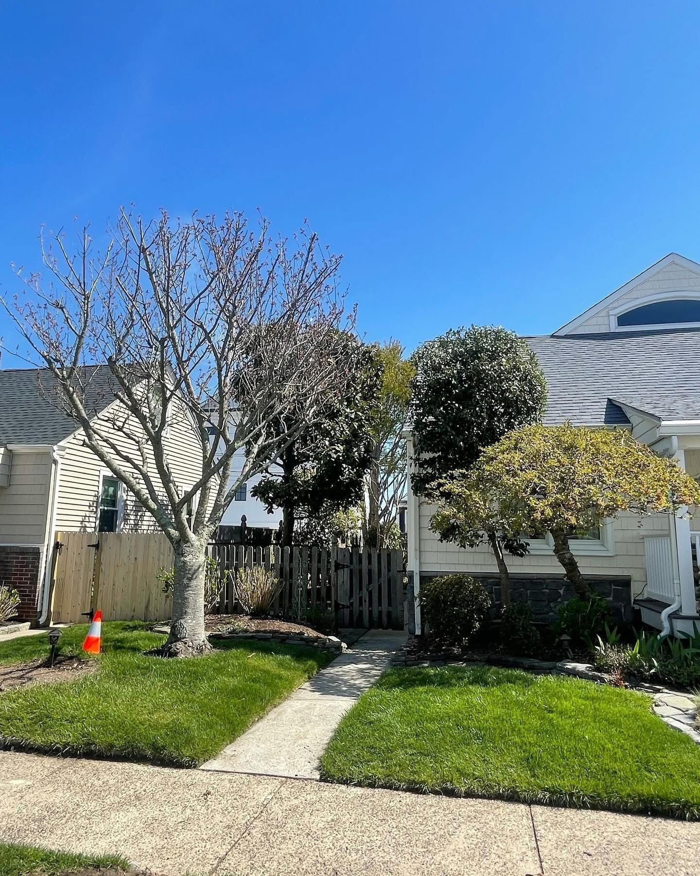 Suburban front yard with two trees, green lawn, sidewalk, and houses under a clear blue sky