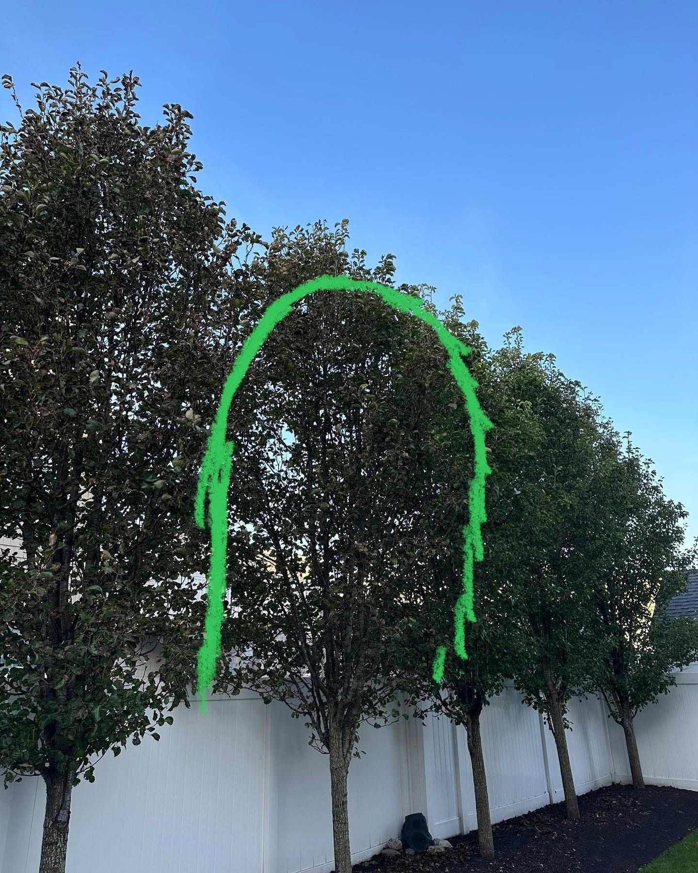 Tree with a bright green arch drawn over its top in a sunny yard beside a white wall.