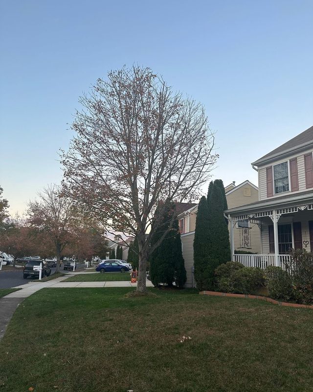 Suburban lawn with leafless tree, trimmed shrubs, and a house porch at dusk