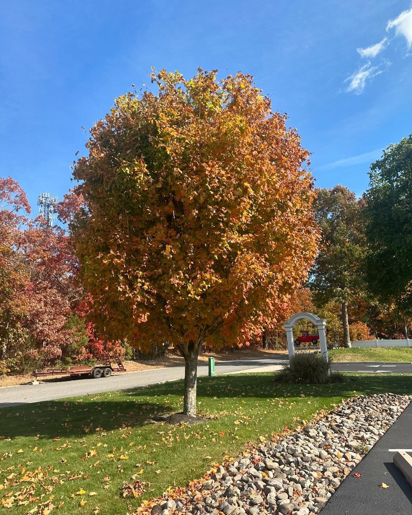 Autumn tree with orange leaves in a park under a blue sky, beside a stone border and grassy lawn.