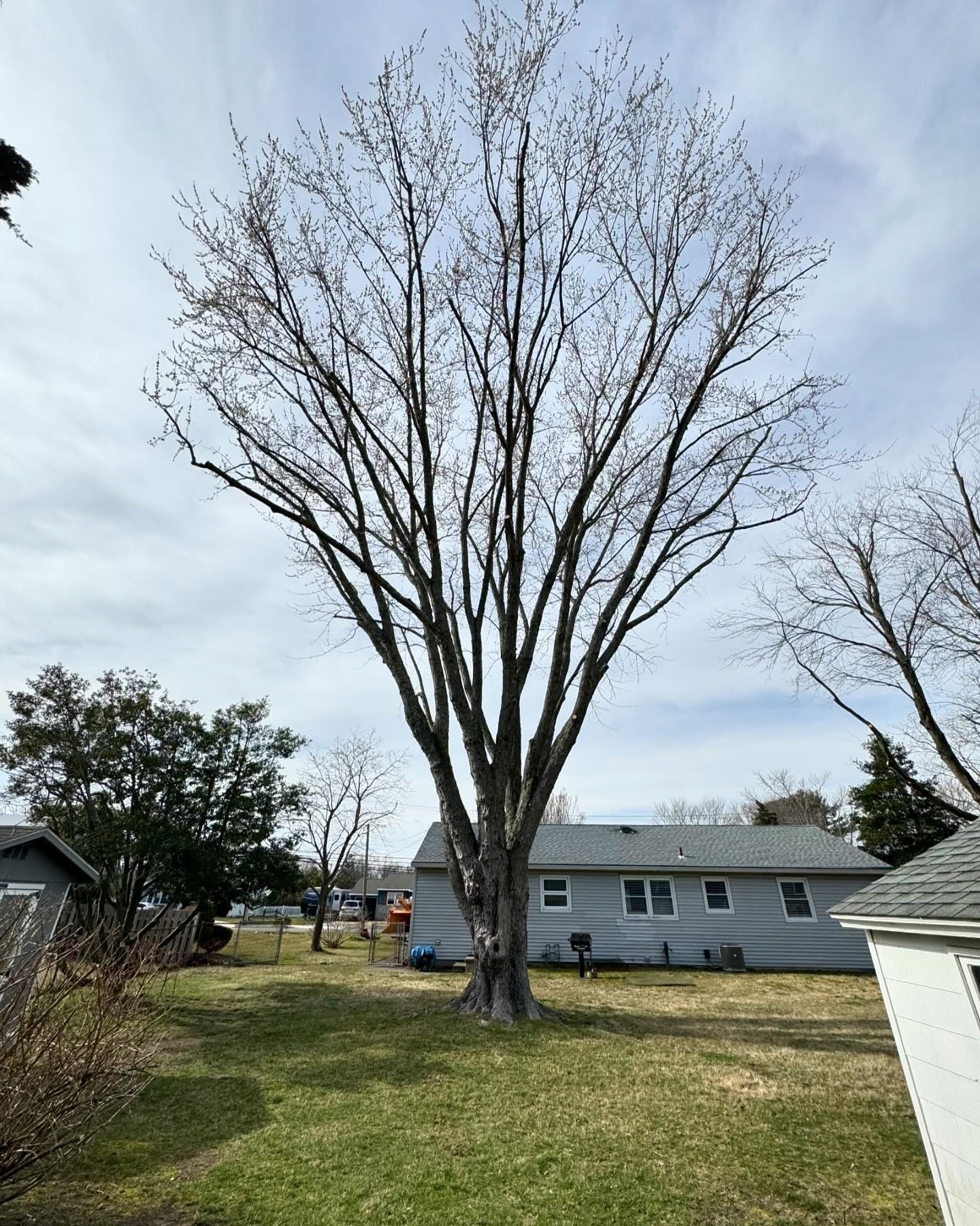 Leafless tree in a grassy backyard beside a house under a cloudy sky.