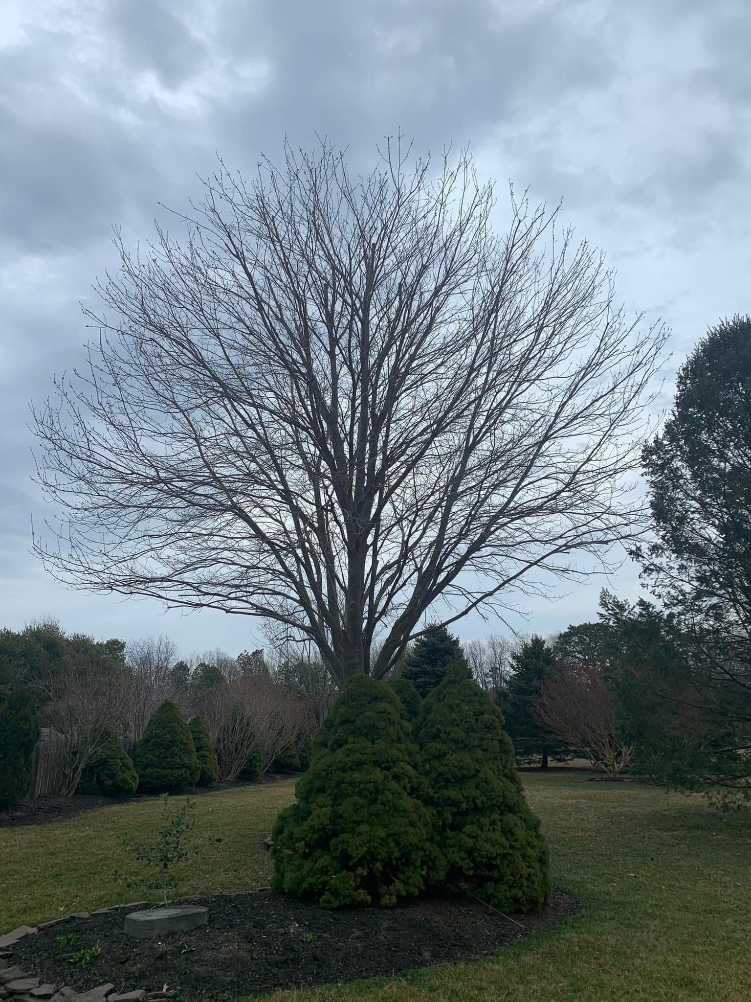 Leafless tree in a grassy yard, with a small evergreen shrub in front under a cloudy sky.