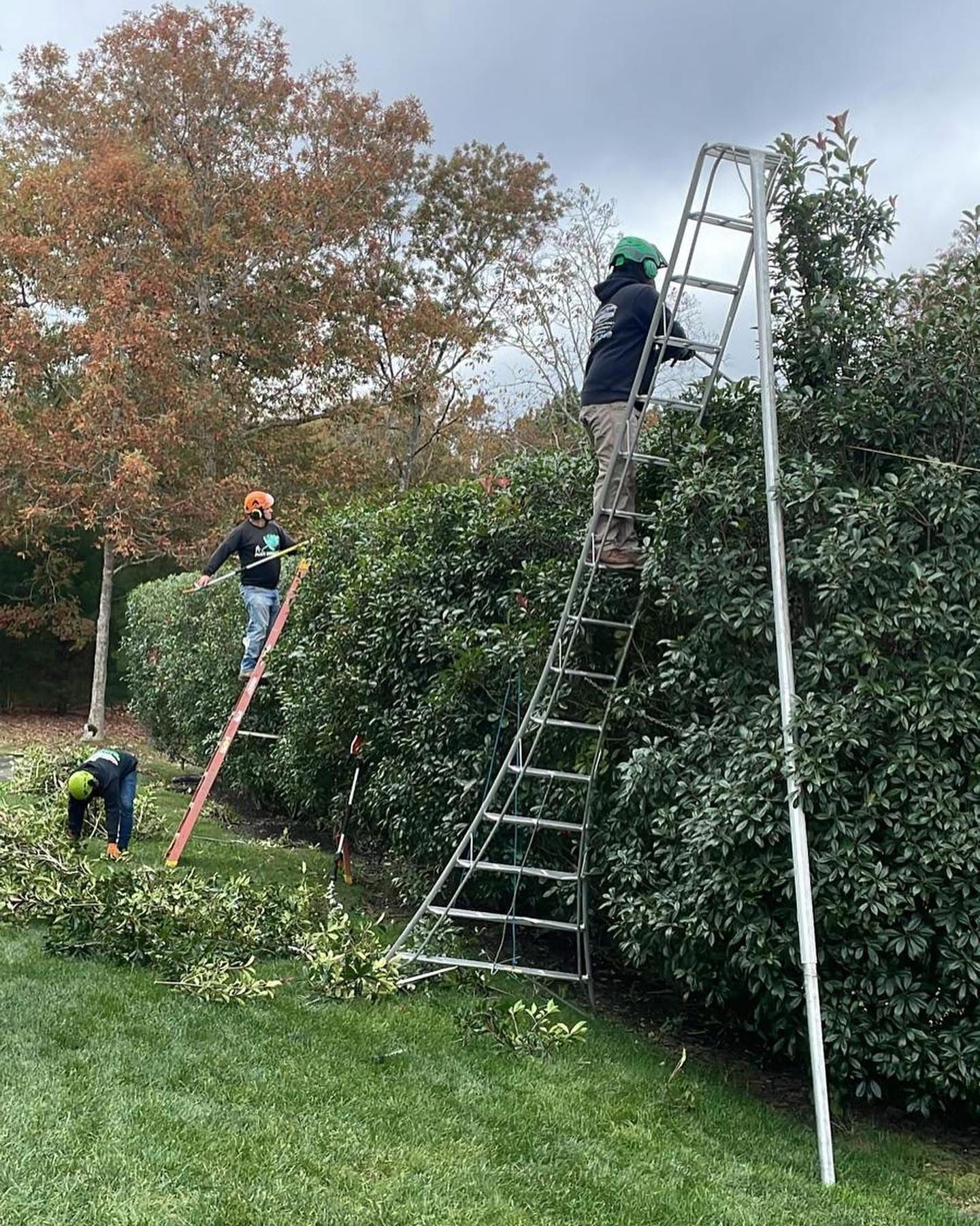 Three workers trim hedges using ladders in a grassy yard with trees.