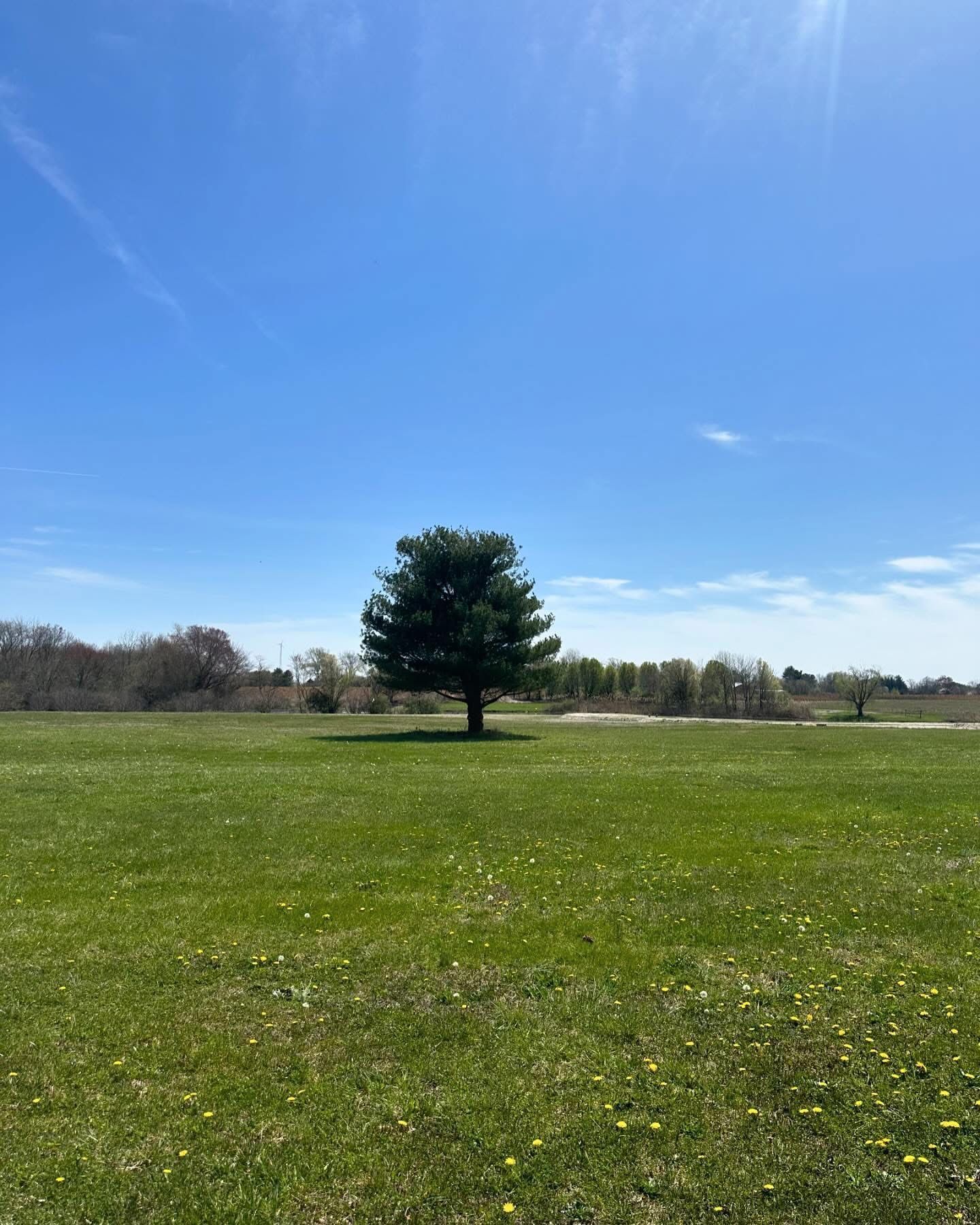 Single tree in a sunny green field under a clear blue sky.