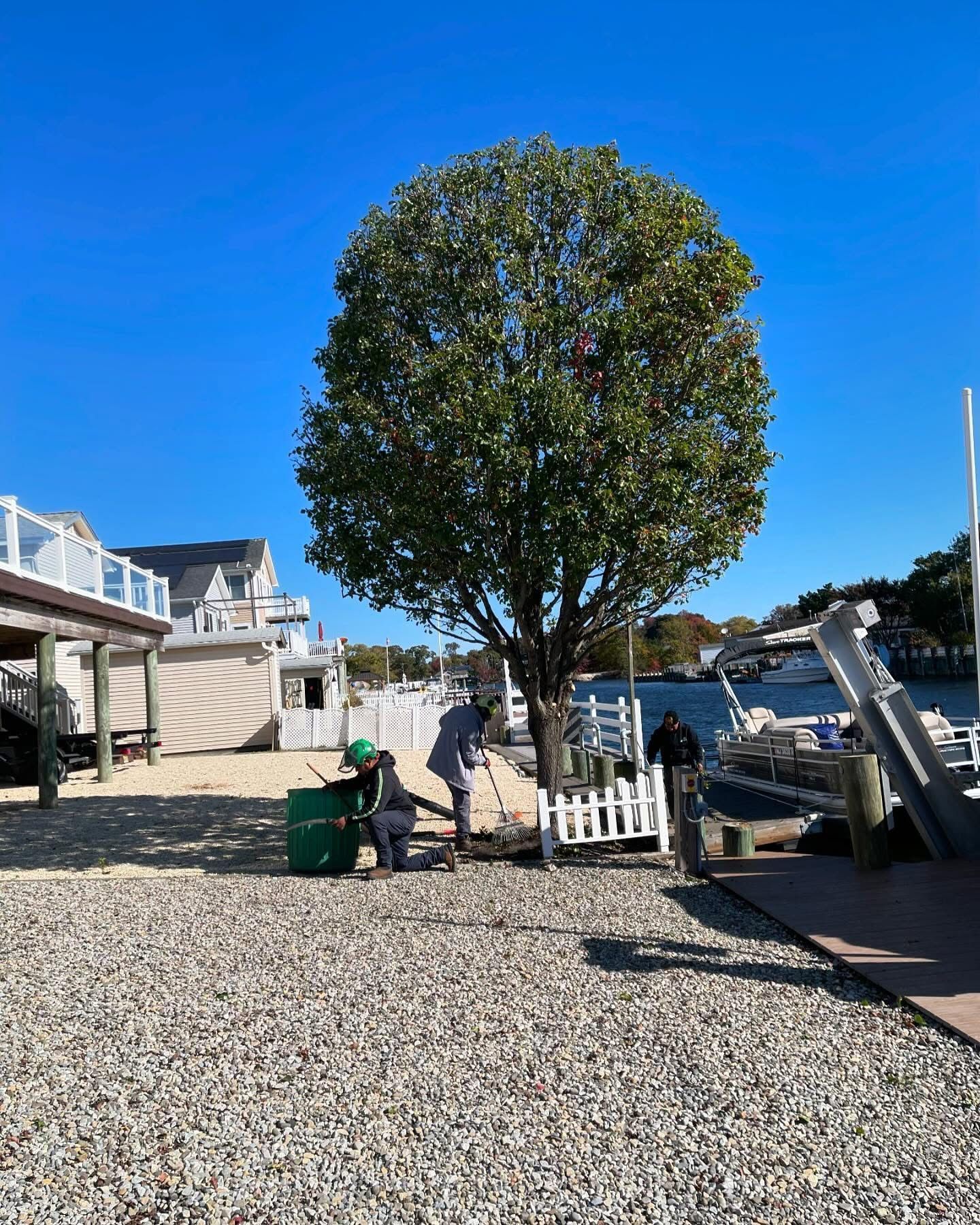 Large round-trimmed tree on a sunny waterfront gravel lot beside houses and boats