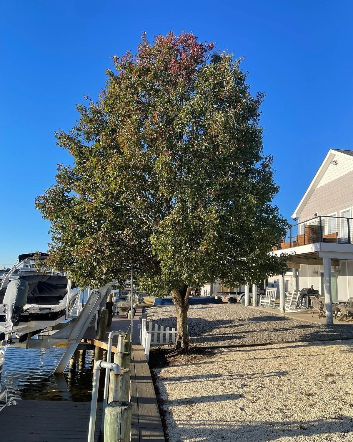 Small tree with autumn leaves beside a marina dock and waterfront buildings under a clear blue sky.