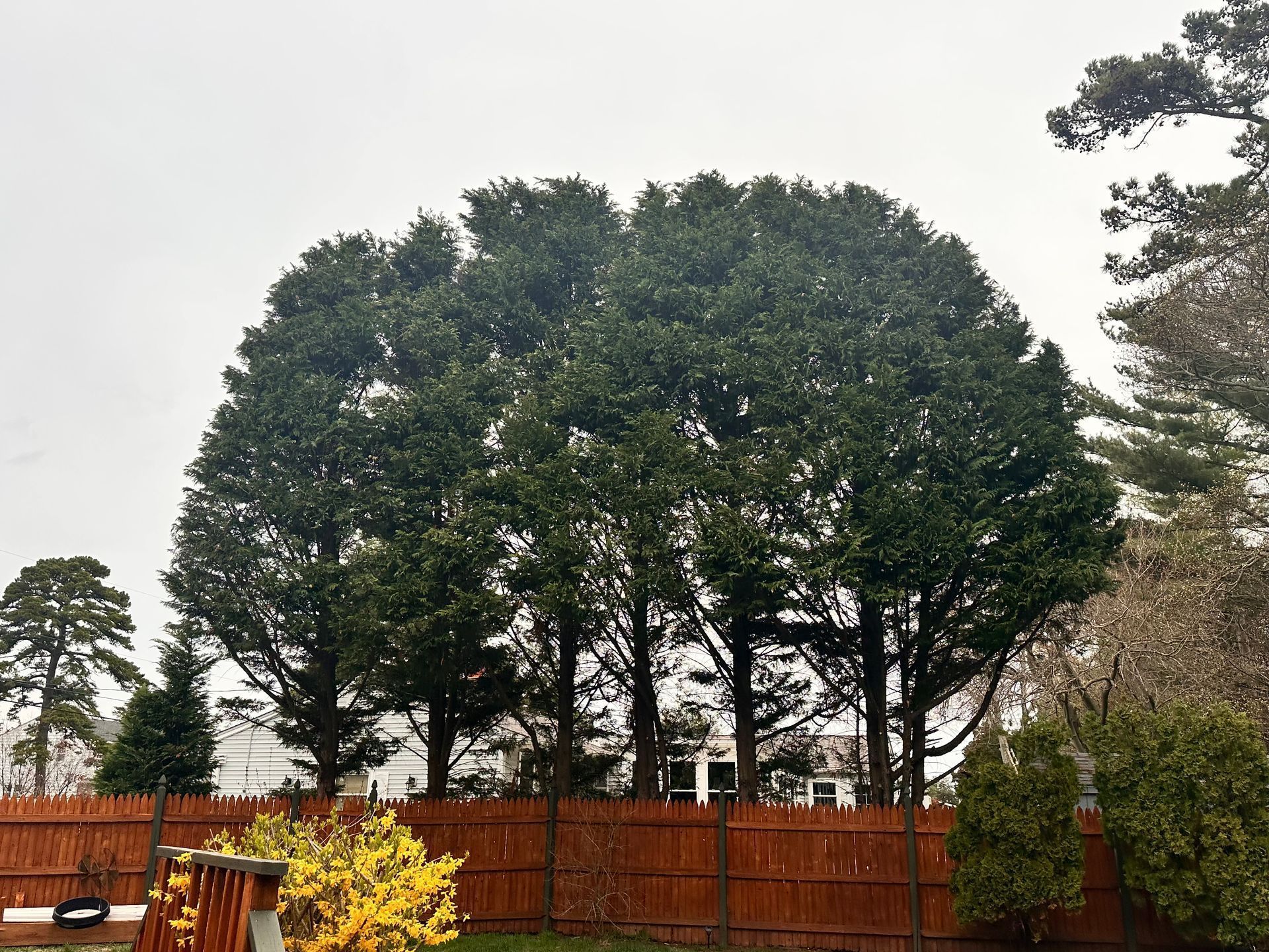 Large leafy tree behind a wooden fence in a garden, with yellow flowers in the foreground