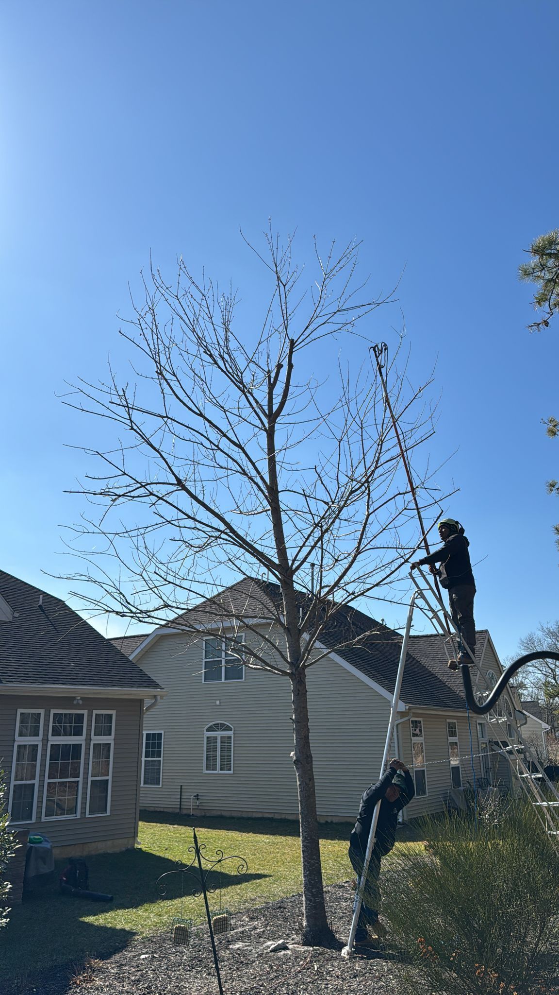 Leafless tree in a suburban yard with two workers trimming branches on a sunny day.