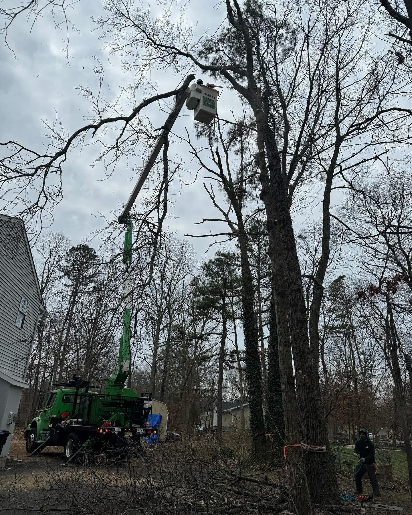 Tree crew in a bucket lift trimming tall trees in a wooded yard