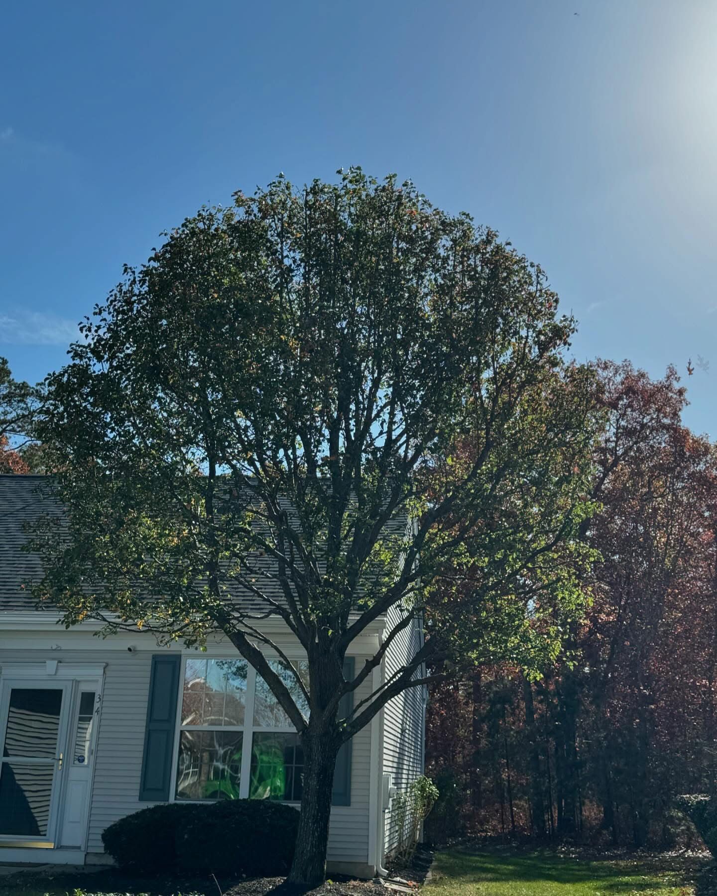 A tree in front of a white house with sunlight and blue sky behind it