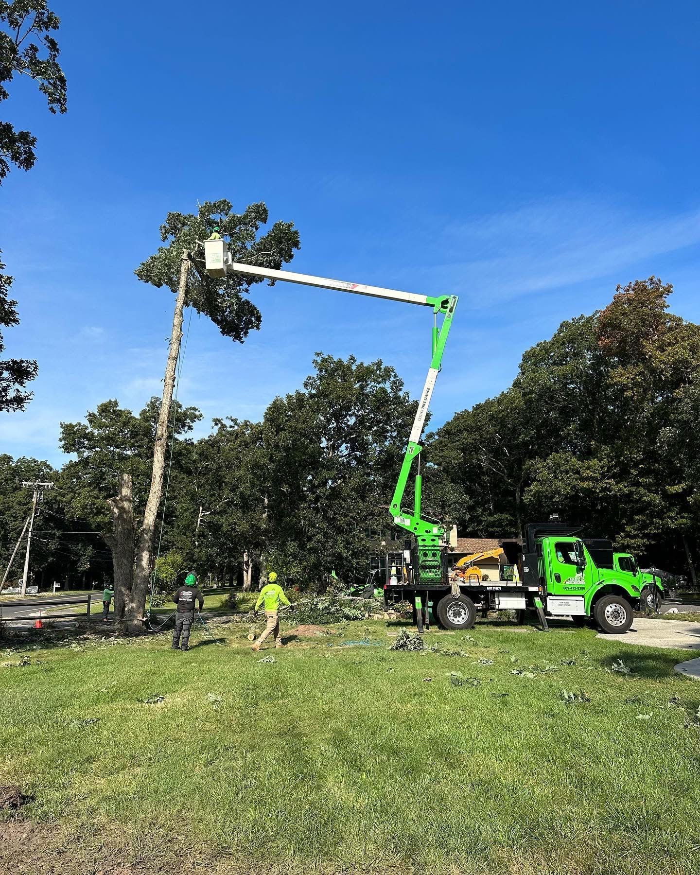 Tree service crew in a green boom lift trimming a tall tree in a sunny park