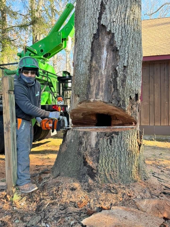 Worker using a green lift cuts a large tree trunk with a chainsaw in a yard.