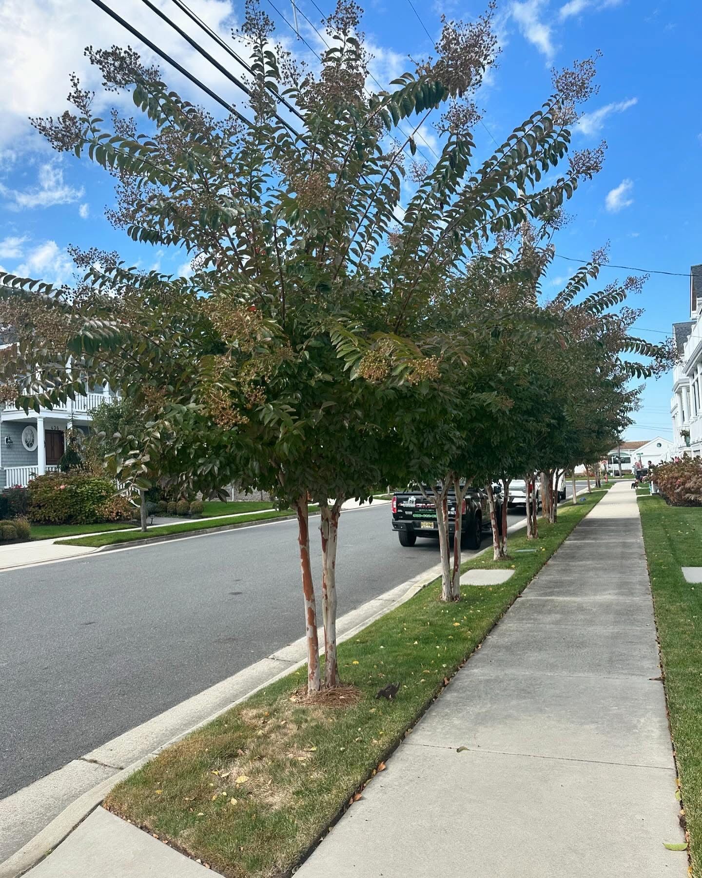 Tree-lined suburban street with sidewalk, parked cars, and houses under a blue sky