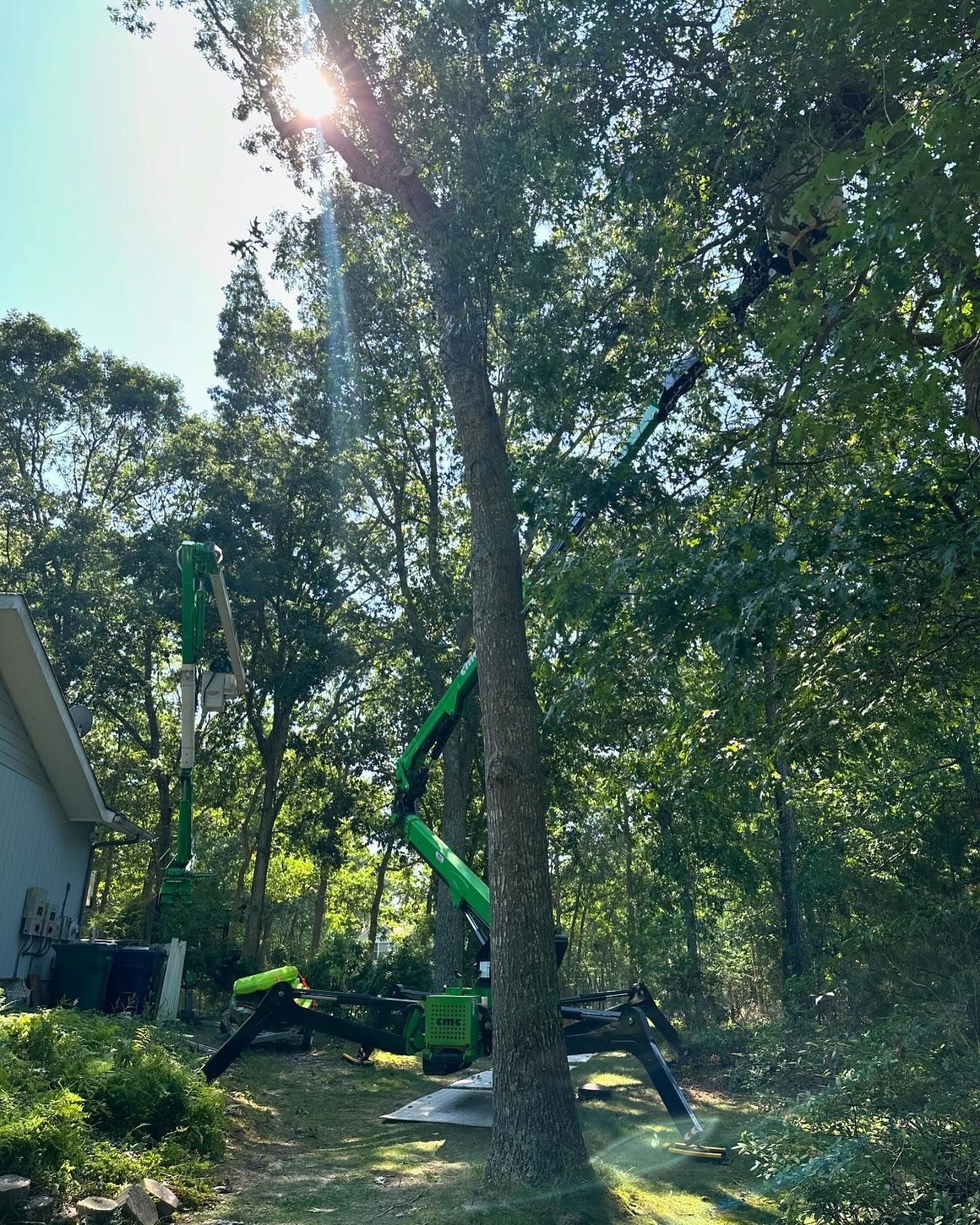 Two green excavators lifting a large tree in a wooded yard beside a house.