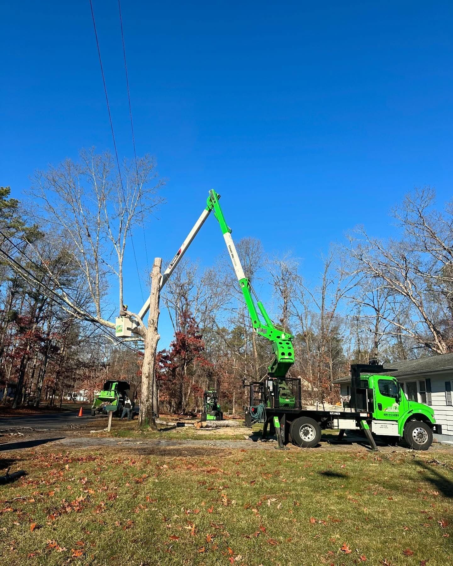Tree removal work with two green bucket trucks and a crane among bare trees under a clear blue sky