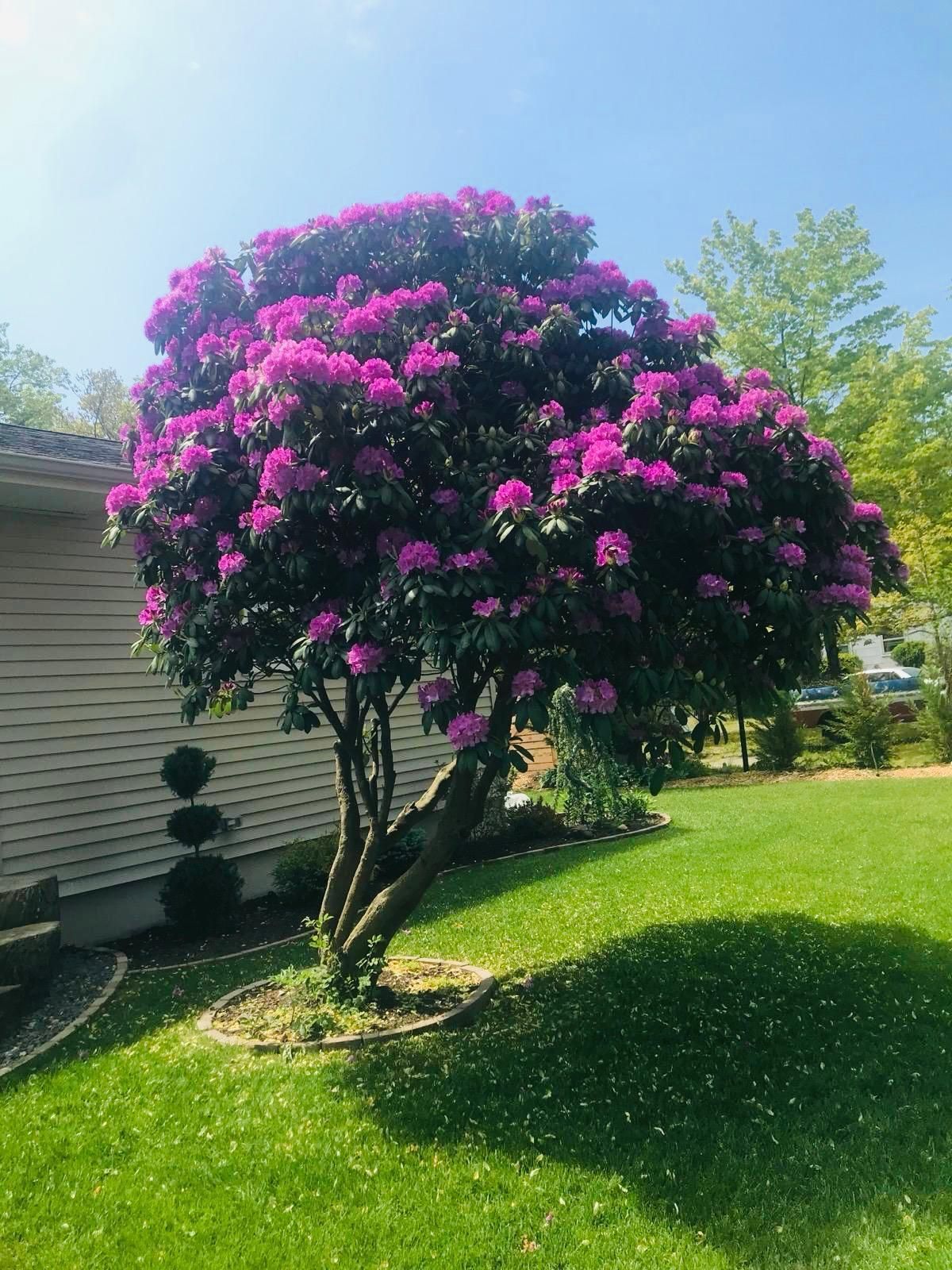 Pink-flowering tree in a sunny yard beside a house, casting shade on green grass.