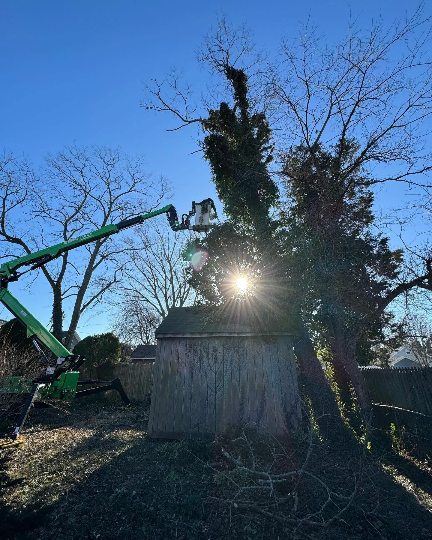 Tree trimming with a cherry picker beside a small shed, sun shining through branches at dusk