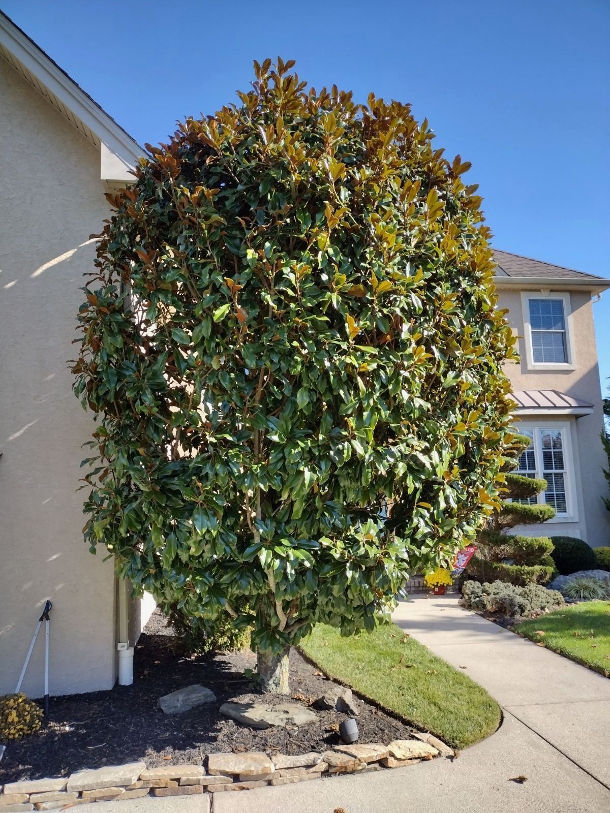 Tall leafy shrub with green and orange foliage beside a house and sidewalk in a suburban yard
