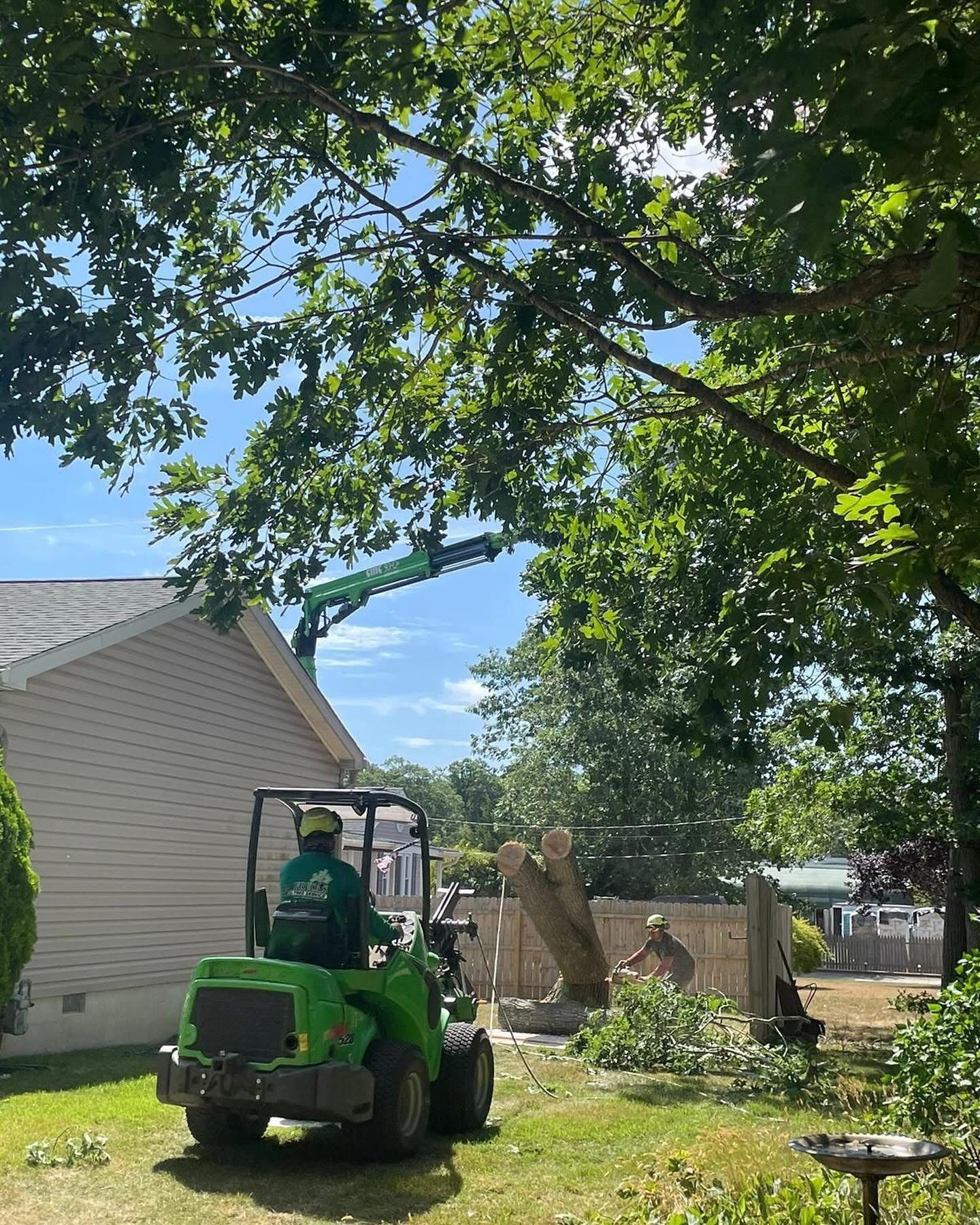 Green tractor in a yard near a house, clearing a large fallen tree under leafy branches.