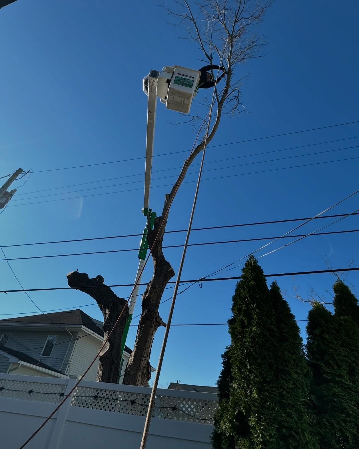 Utility bucket truck lifting a worker to trim a tree beside a white fence under a blue sky.