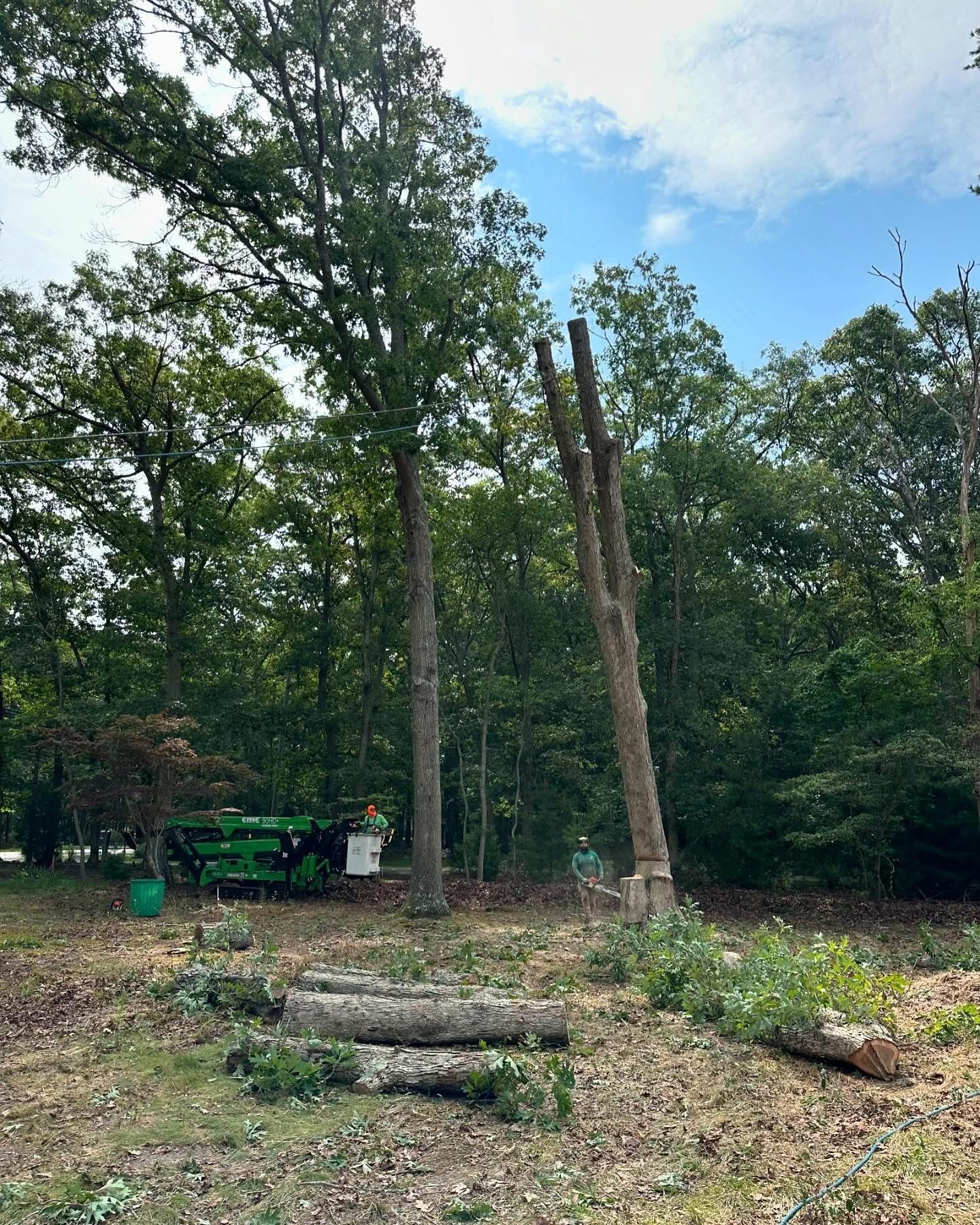 Cleared wooded lot with cut logs, tall trees, and a green utility cart near the edge of the forest
